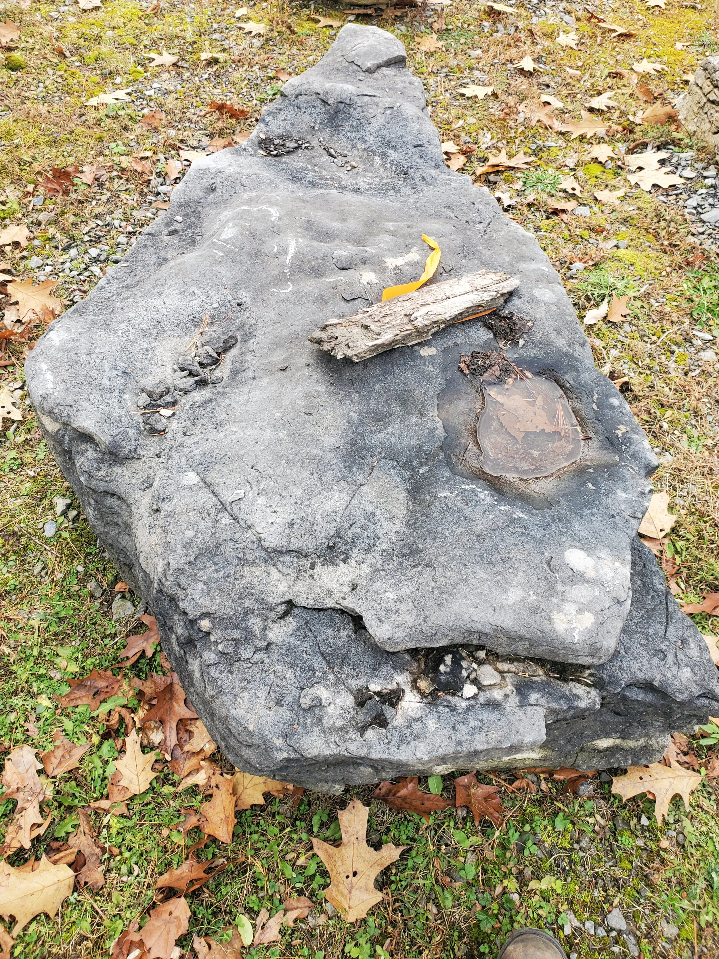 A large flat gray rock on the ground with a small puddle, a piece of wood, and a yellow ribbon on top, surrounded by fallen oak leaves and grass.