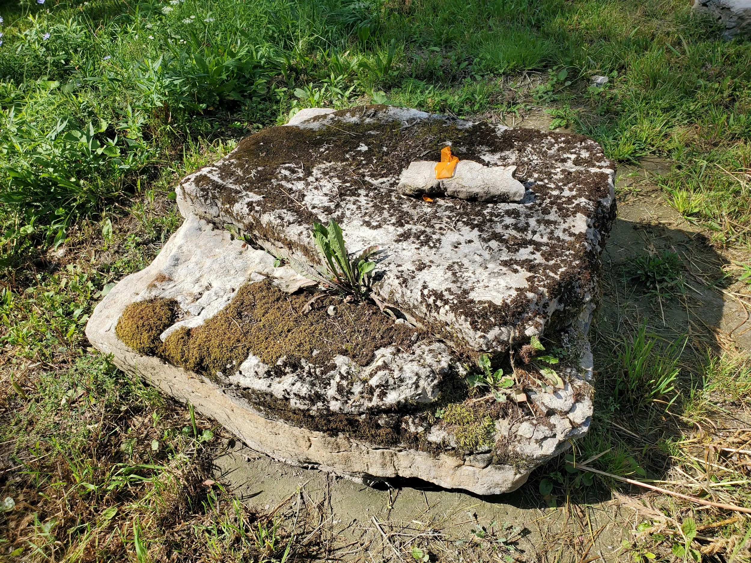 A large, weathered rock with patches of moss and small plants growing on it, situated outdoors among green grass and plants.
