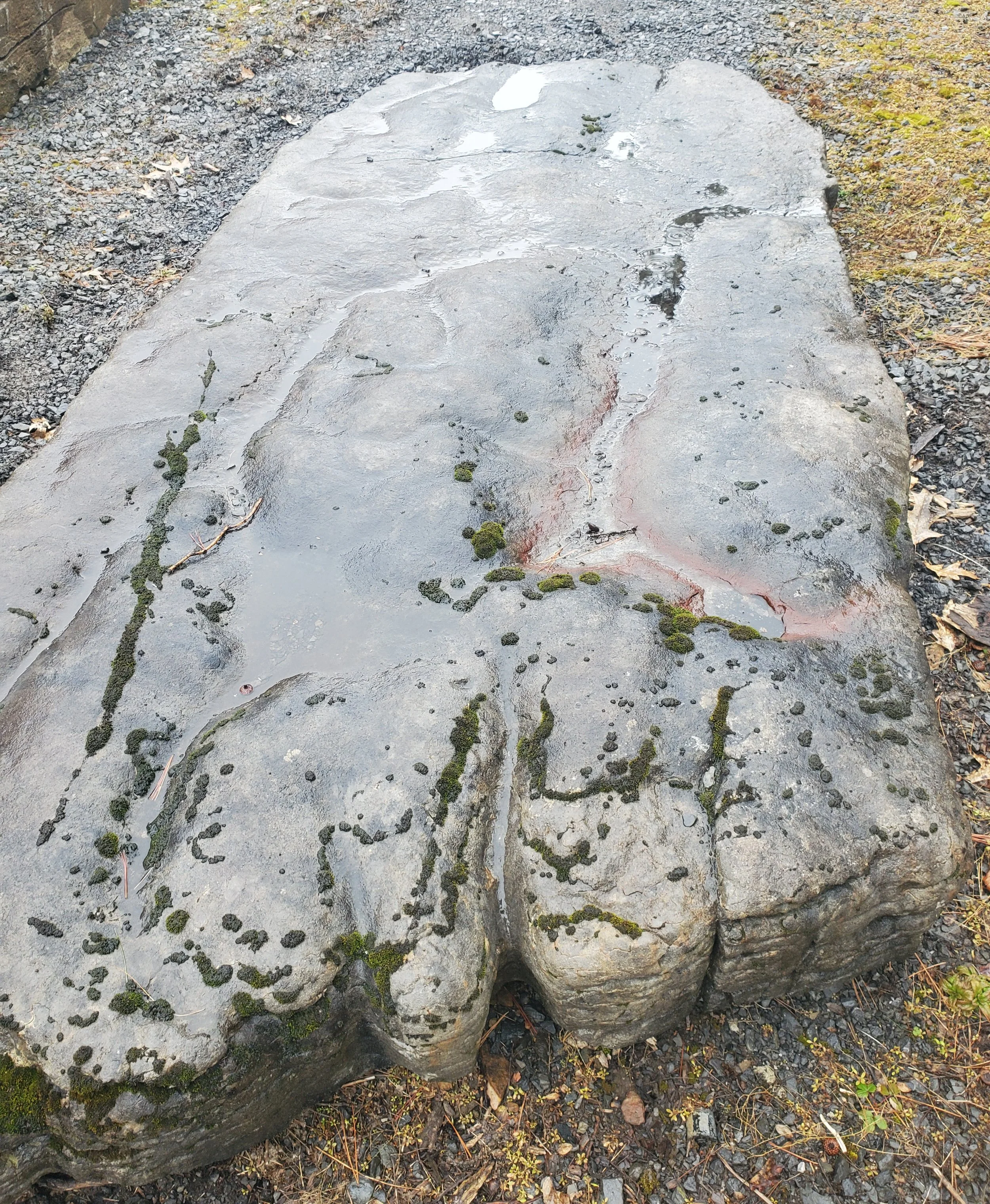 A large flat rock with fossilized footprints and moss growing on it, surrounded by soil and small plants.