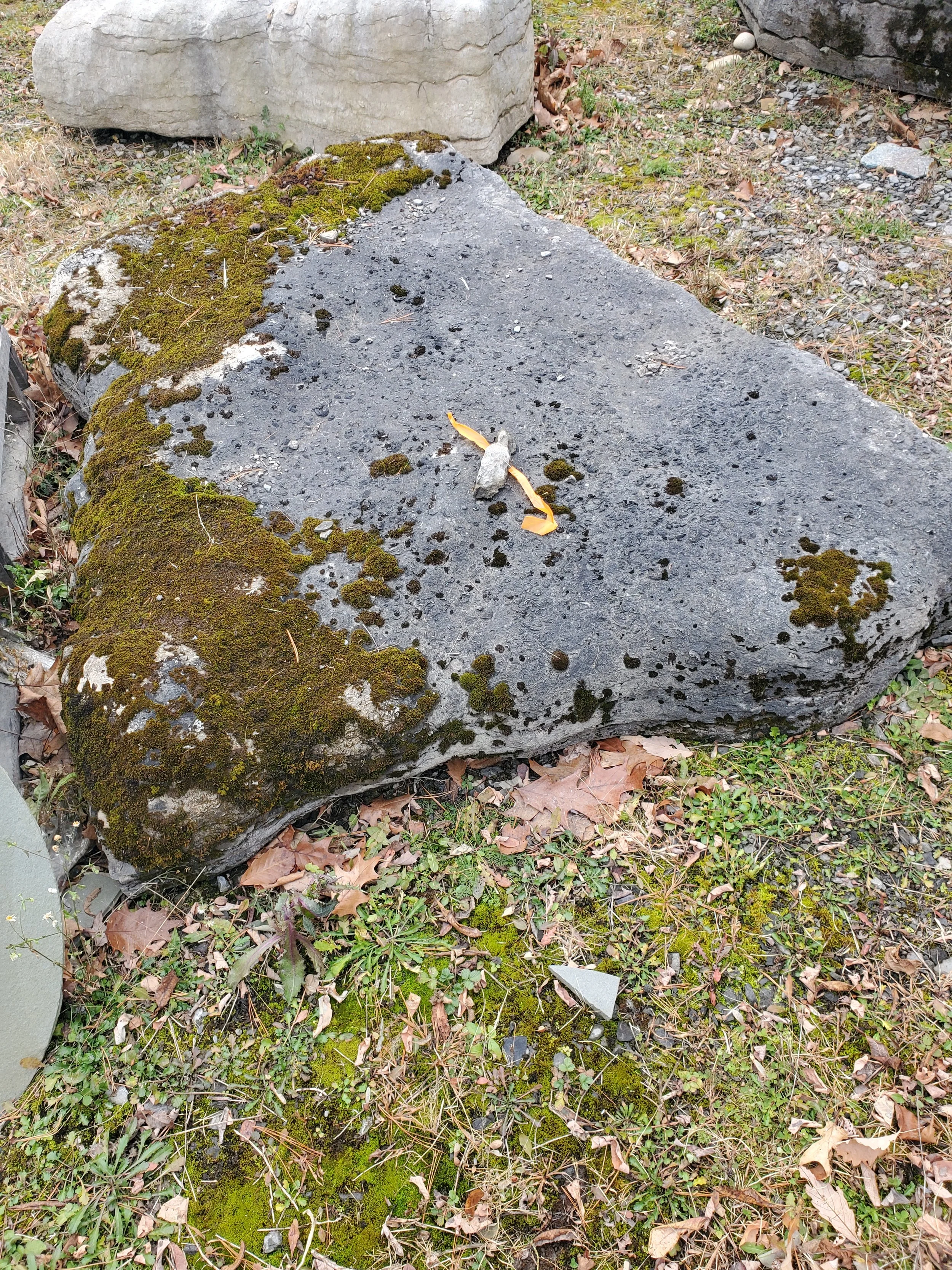 A large flat rock covered with moss and small black lichen, surrounded by fallen leaves, small plants, and patches of grass in an outdoor setting.
