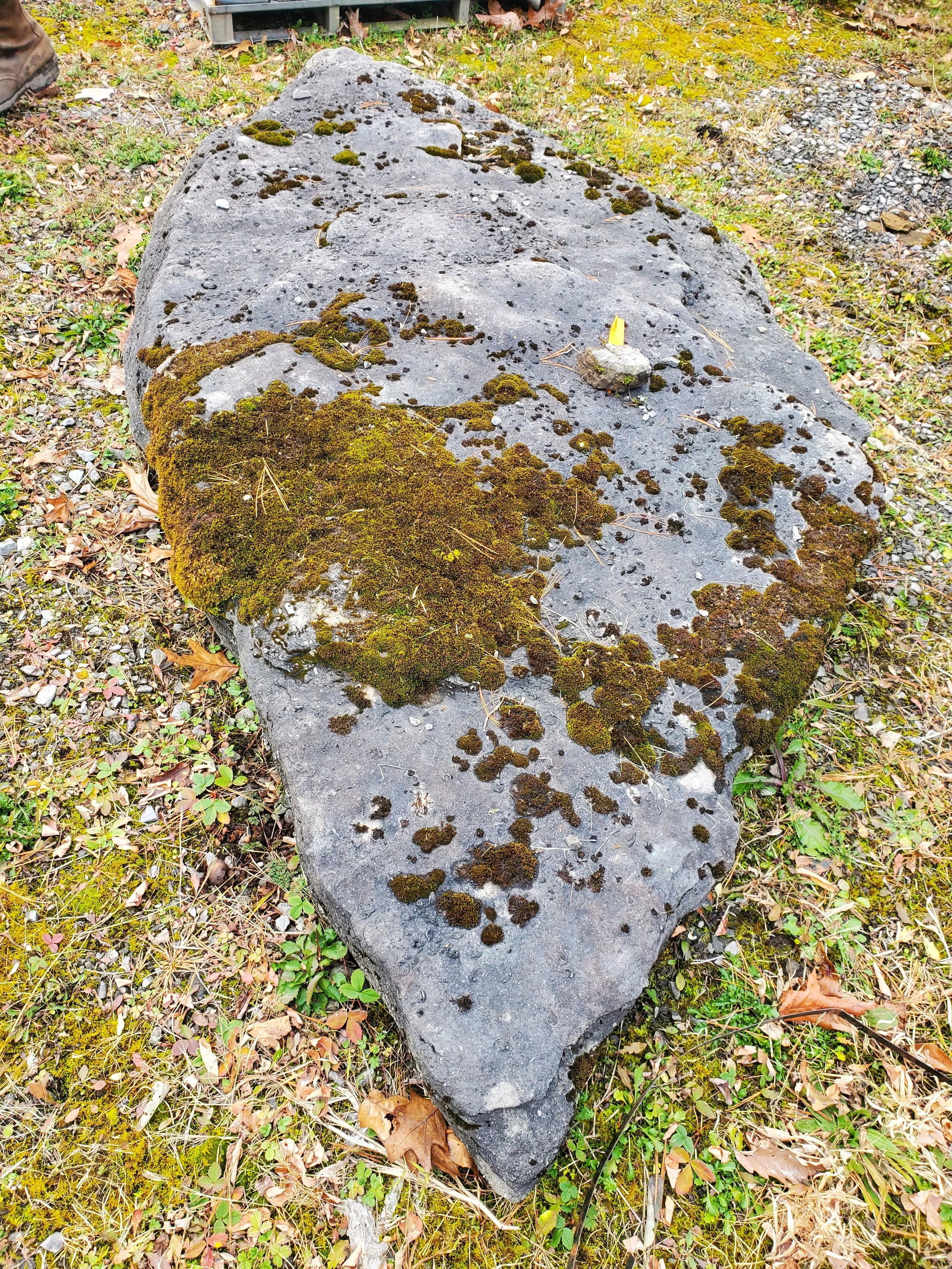 A large flat rock on the ground covered with patches of green moss, surrounded by small plants, fallen leaves, and gravel.