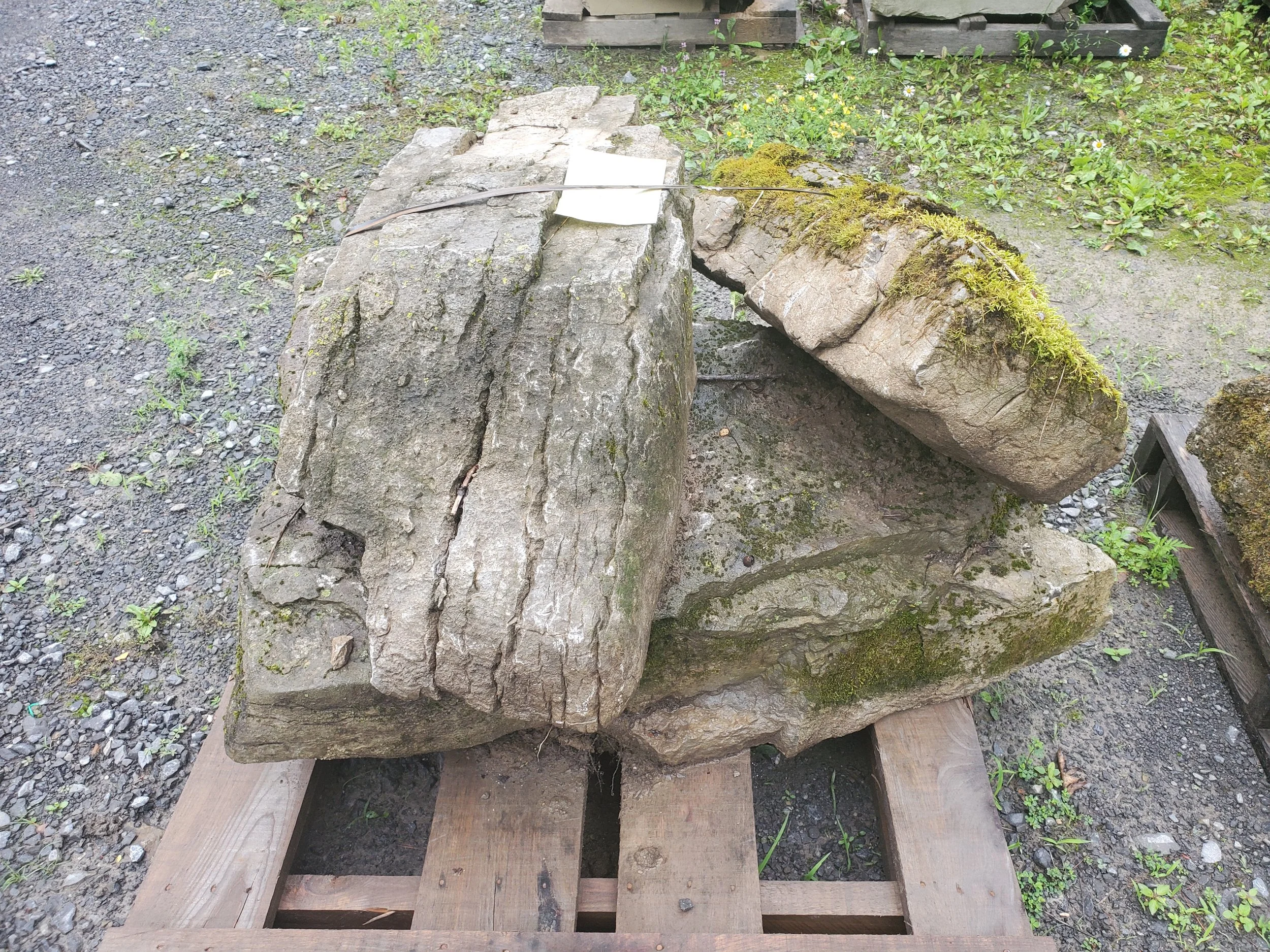 Three large moss-covered rocks on wooden pallets outdoors with grass and gravel surrounding them.