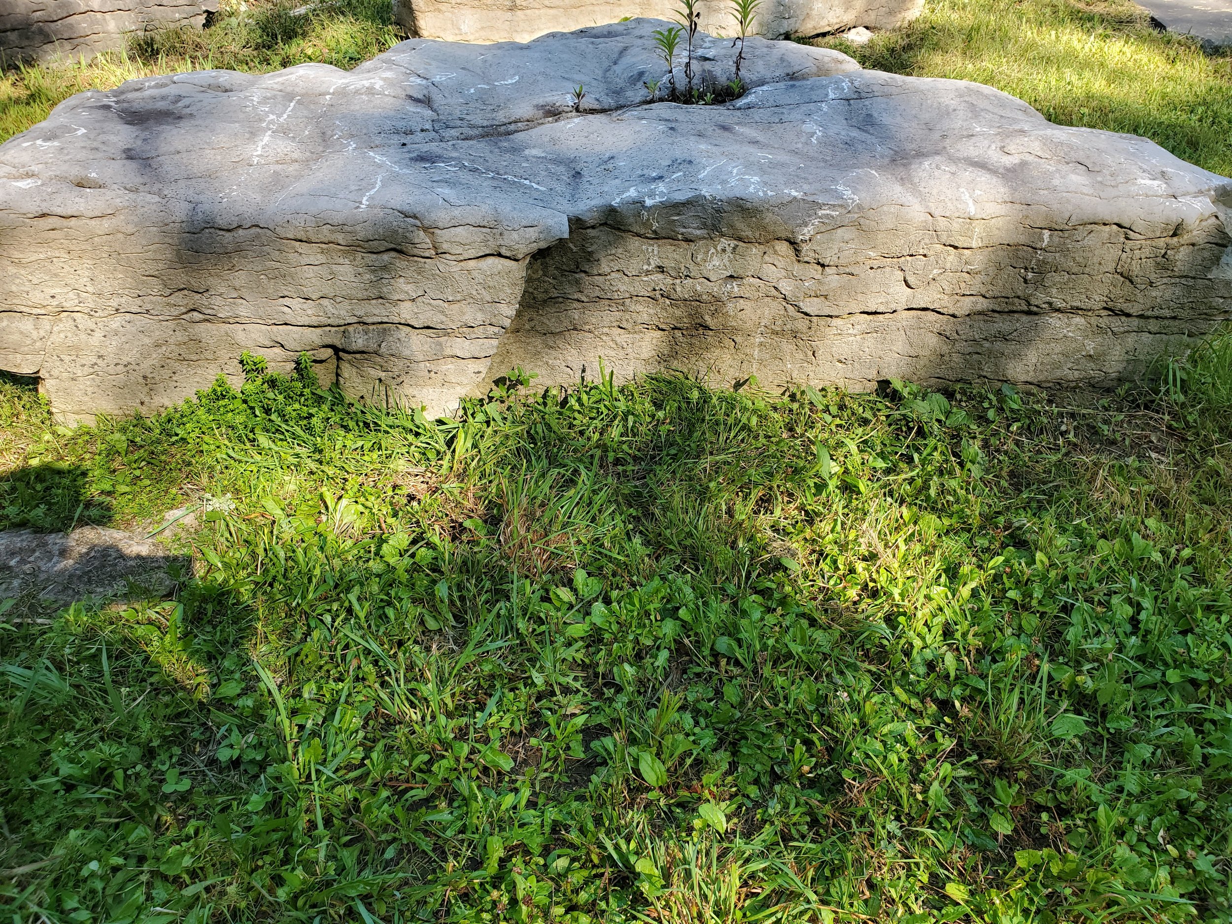 Large flat rock with visible cracks, surrounded by green grass and small plants.