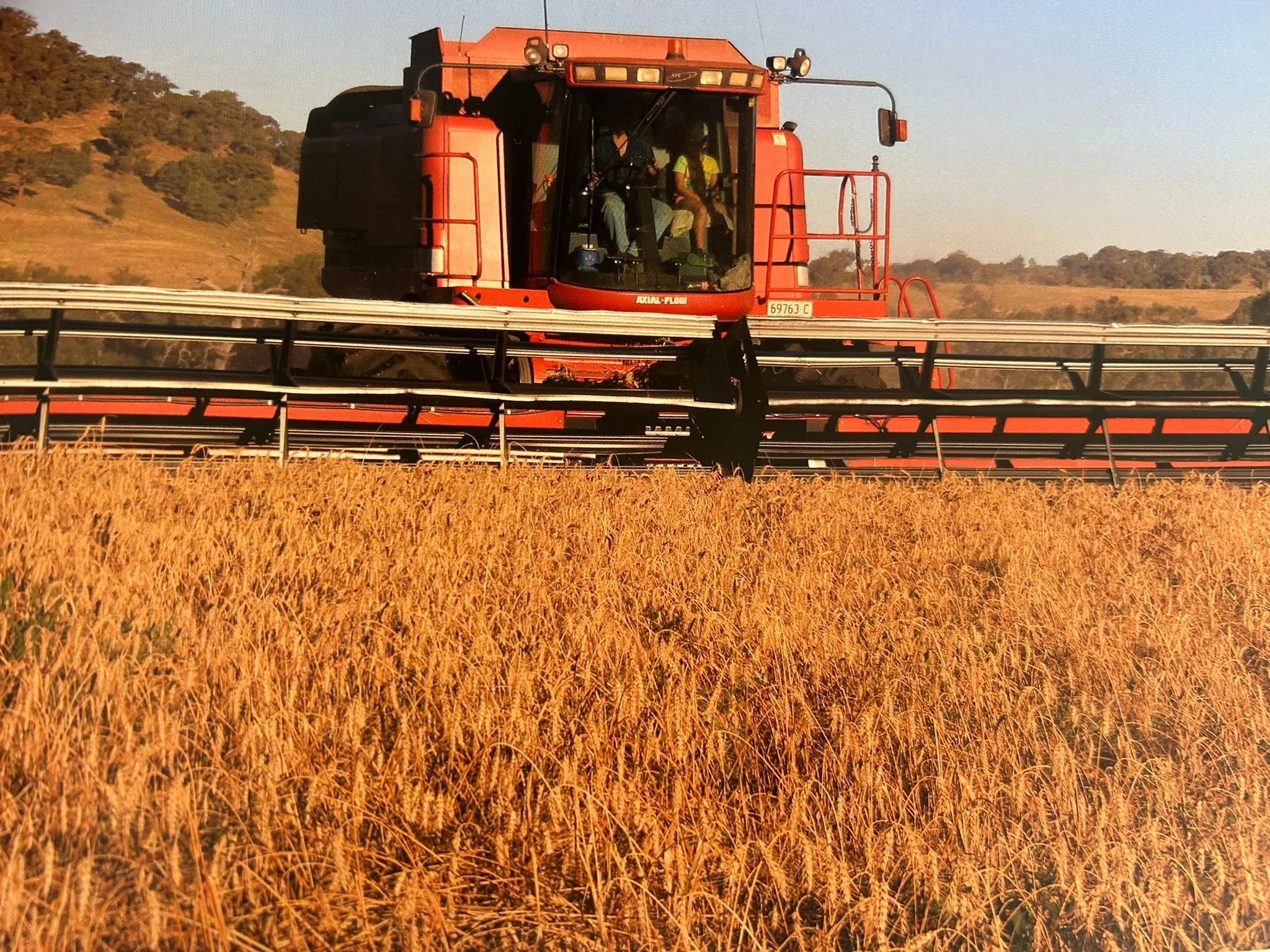 A red combine harvester working in a golden wheat field.