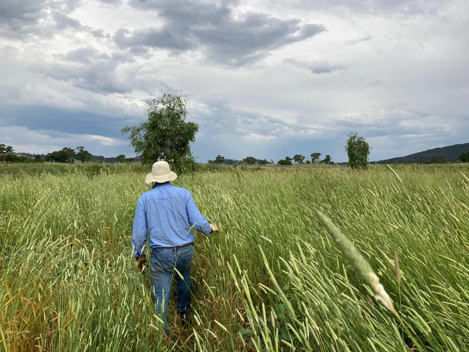 Person walking through a green field of tall grass or crops, wearing a blue shirt, jeans, and a wide-brimmed hat, with trees and hills in the background under a cloudy sky.