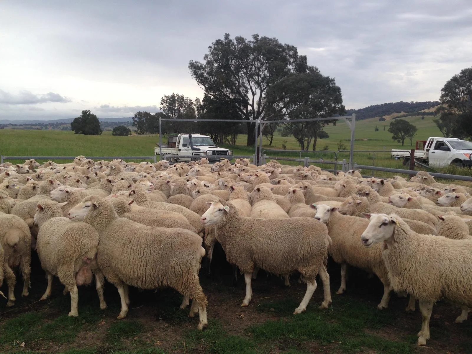 A large flock of sheep grazing in a farm field with trees and hills in the background, and trucks parked nearby under an overcast sky.