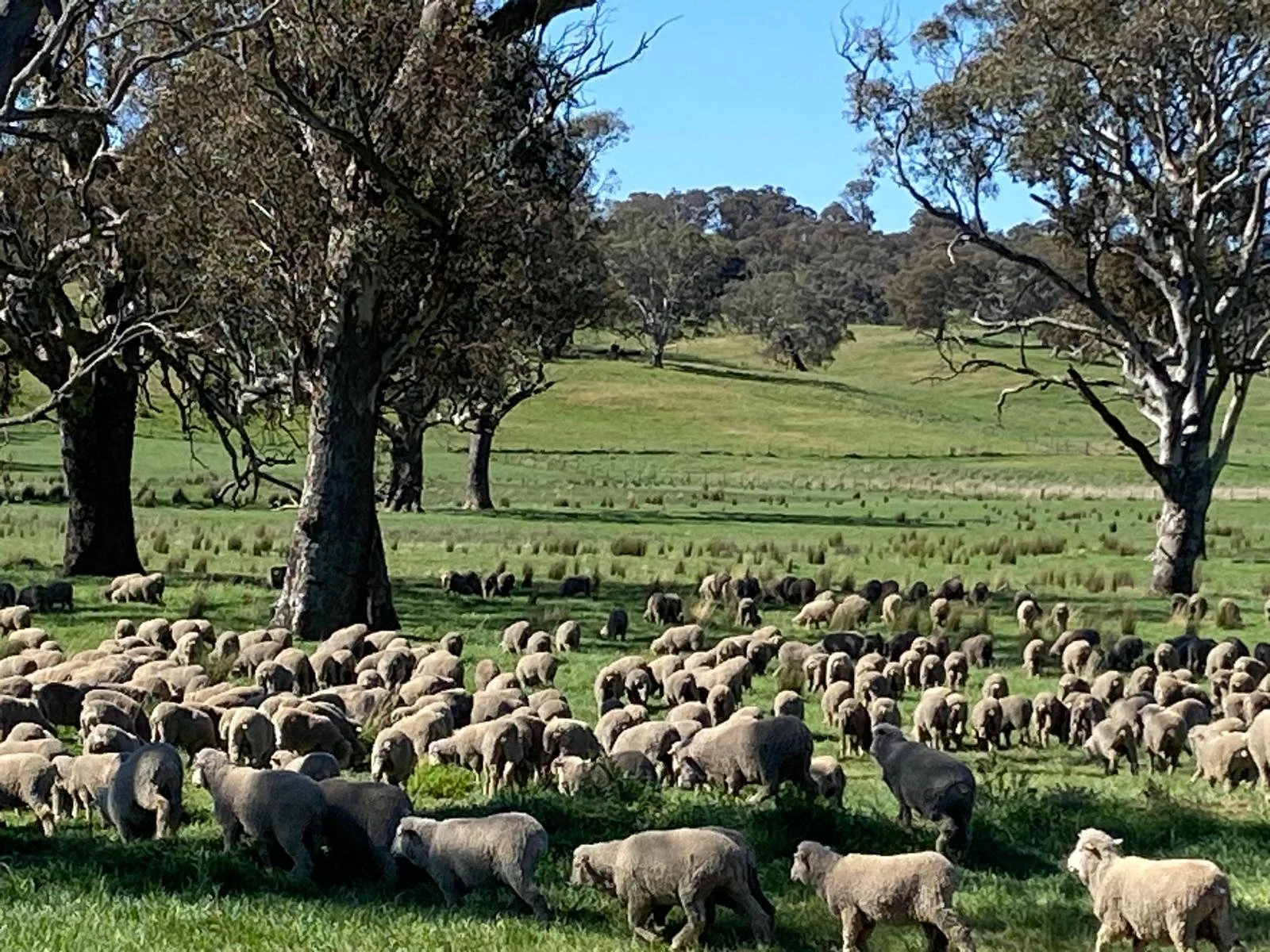 A flock of sheep grazing in a green field with large trees and a hilly landscape in the background under a blue sky.