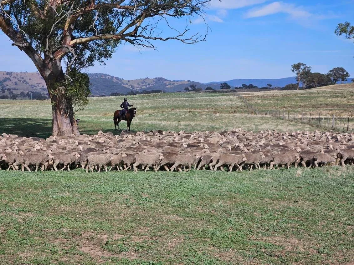 A large flock of sheep walking across a grassy field, under a large tree, with a person on horseback nearby, in a rural landscape with rolling hills and blue sky in the background.