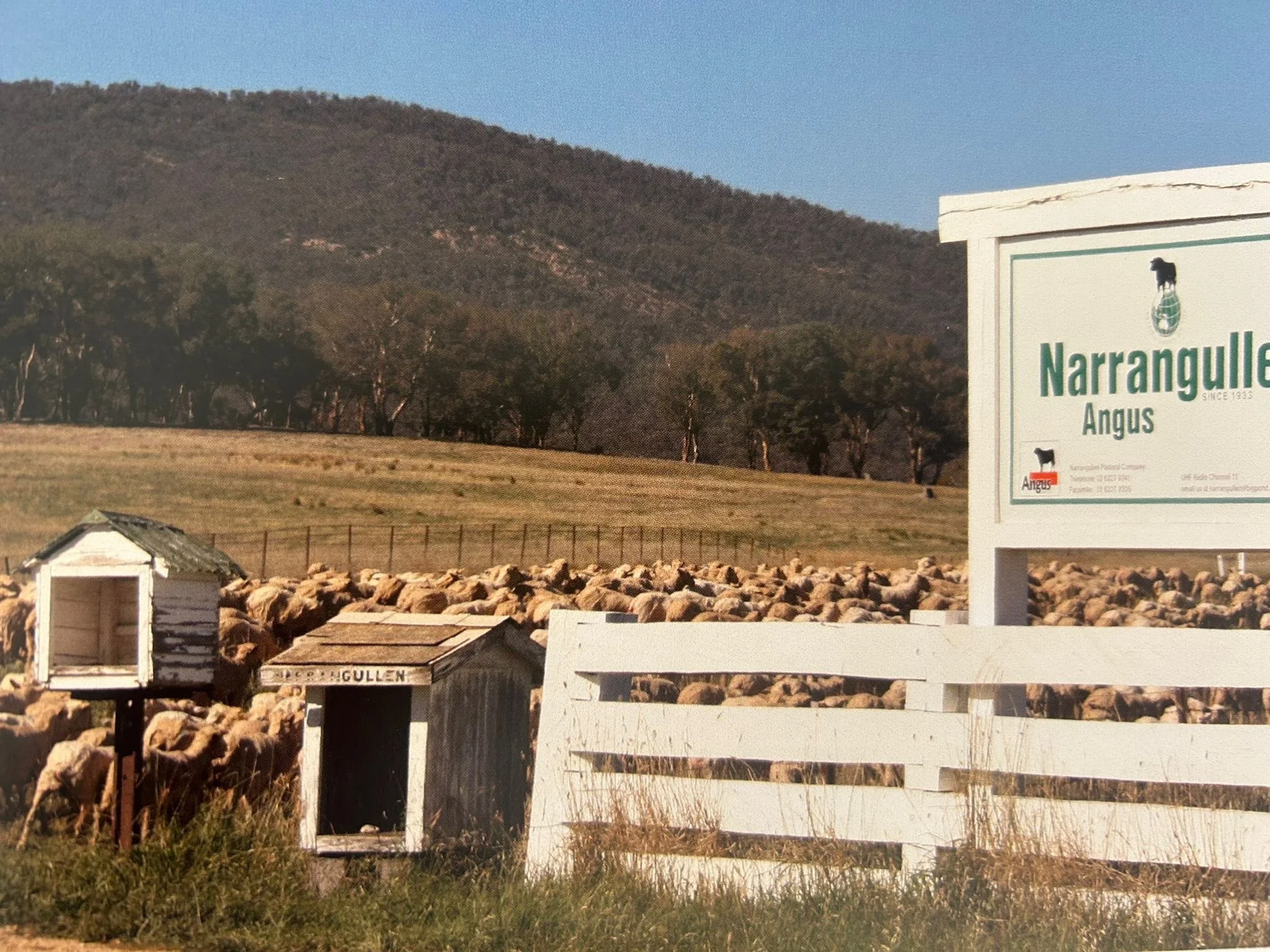 A rural scene with a hillside, trees, and a sheep farm. There is a sign that says "Narragullee Angus" and a small white sheep shelter.