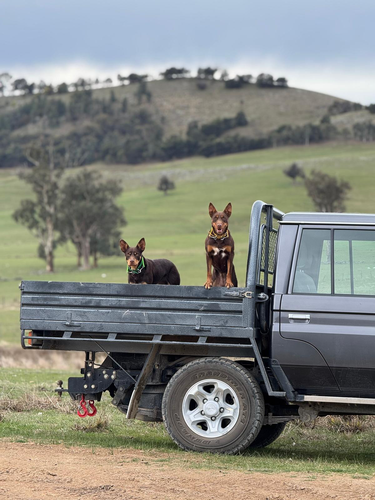 Two dogs standing in the bed of a black pickup truck on a grassy field with rolling hills and trees in the background.