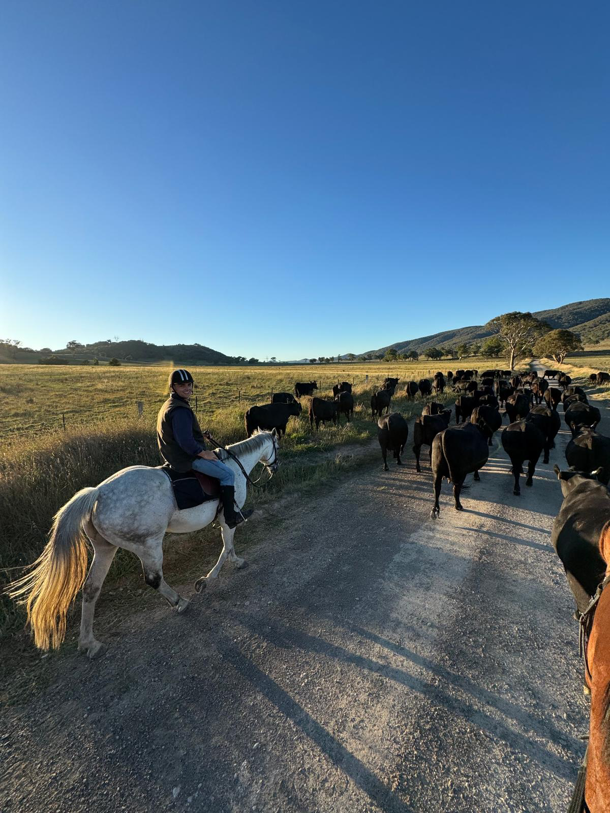 A person riding a white horse along a dirt road, with a large herd of black cattle in an open field and hills in the background under a clear blue sky.