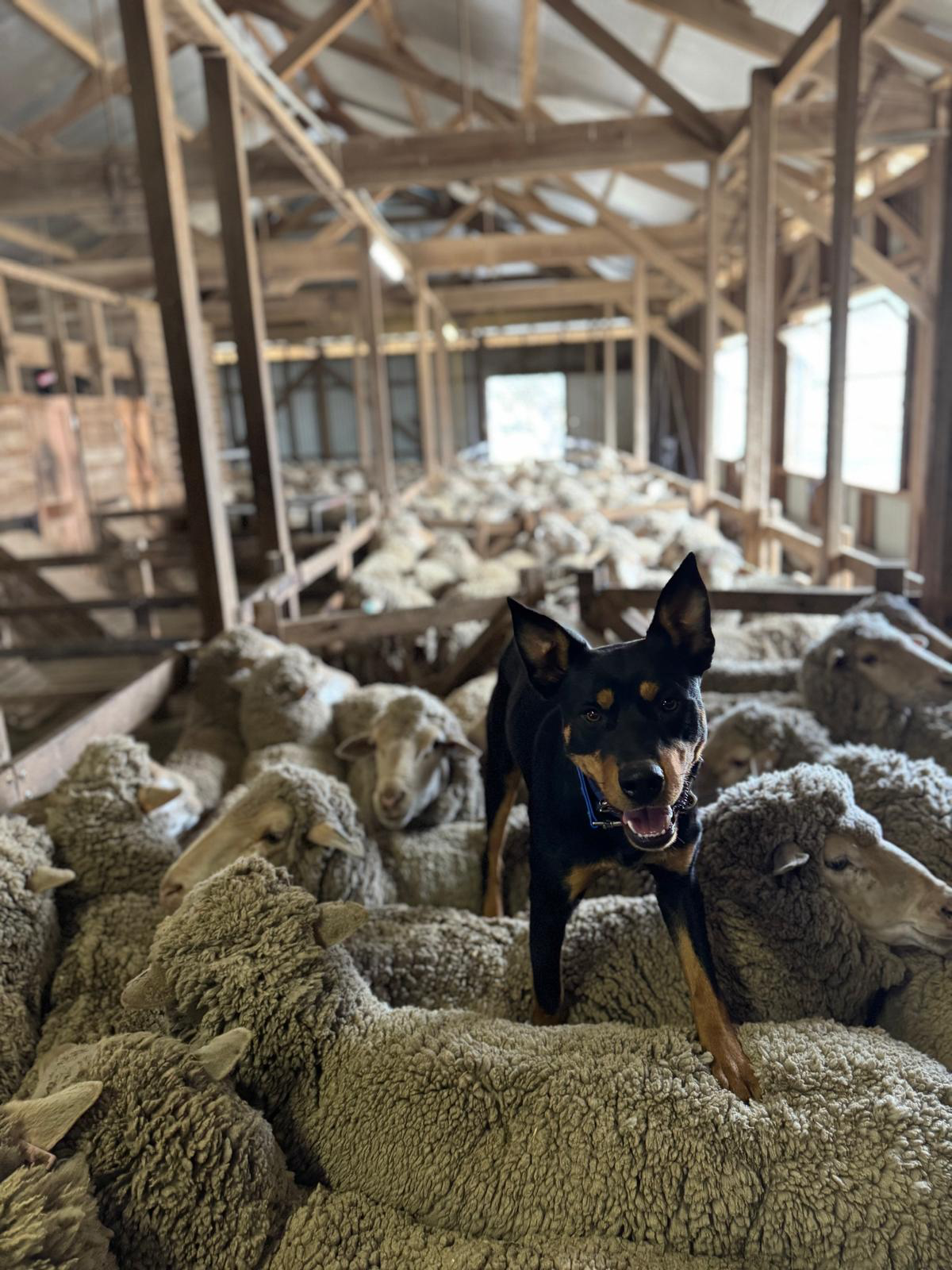 A black and tan dog standing among a large group of sheep inside a wooden barn with unfinished walls and windows