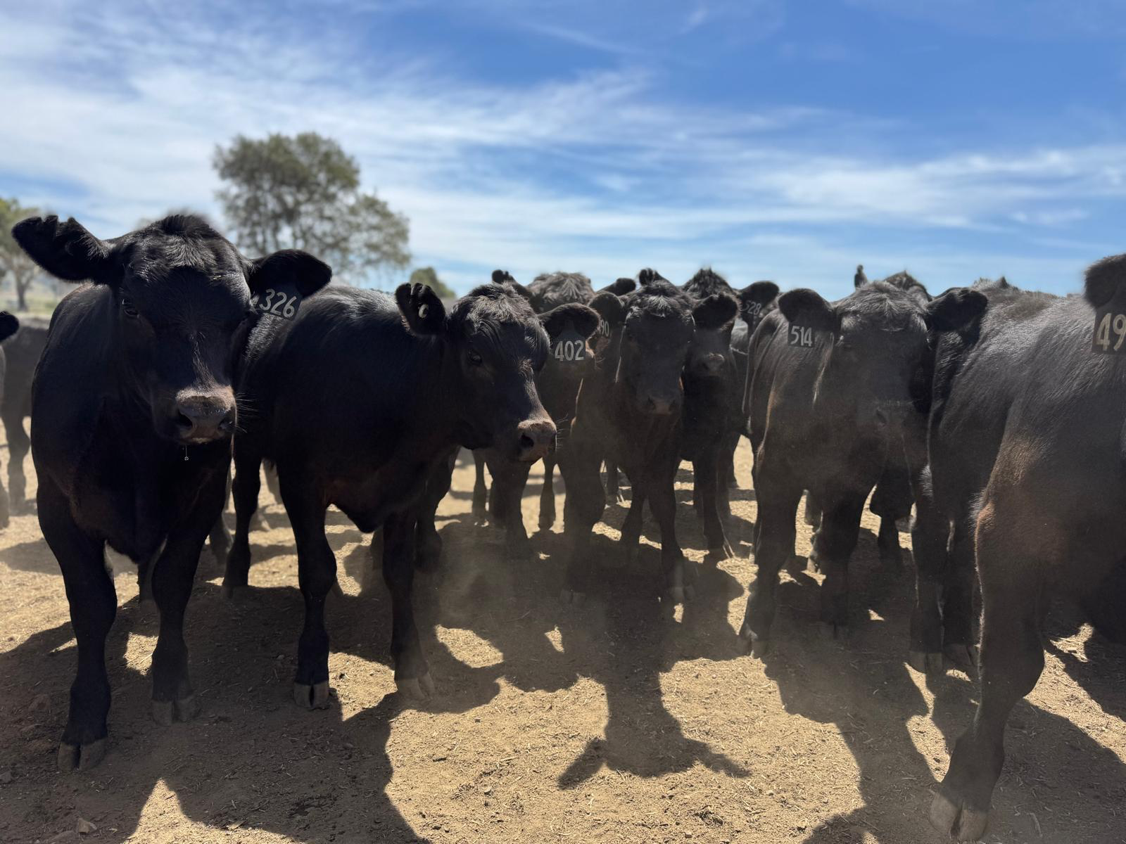 A group of black calves with numbered tags on their ears standing on dirt ground under a blue sky with some clouds.