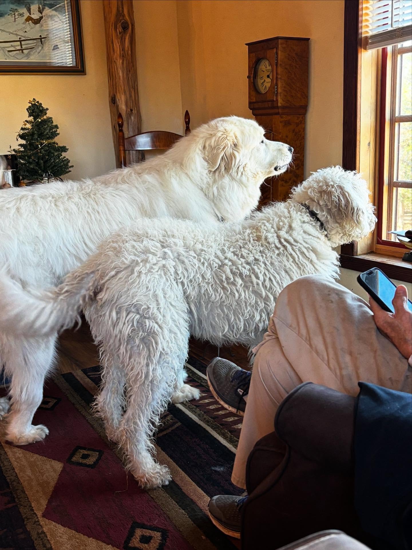 Griz and Gus at my mother&rsquo;s house.