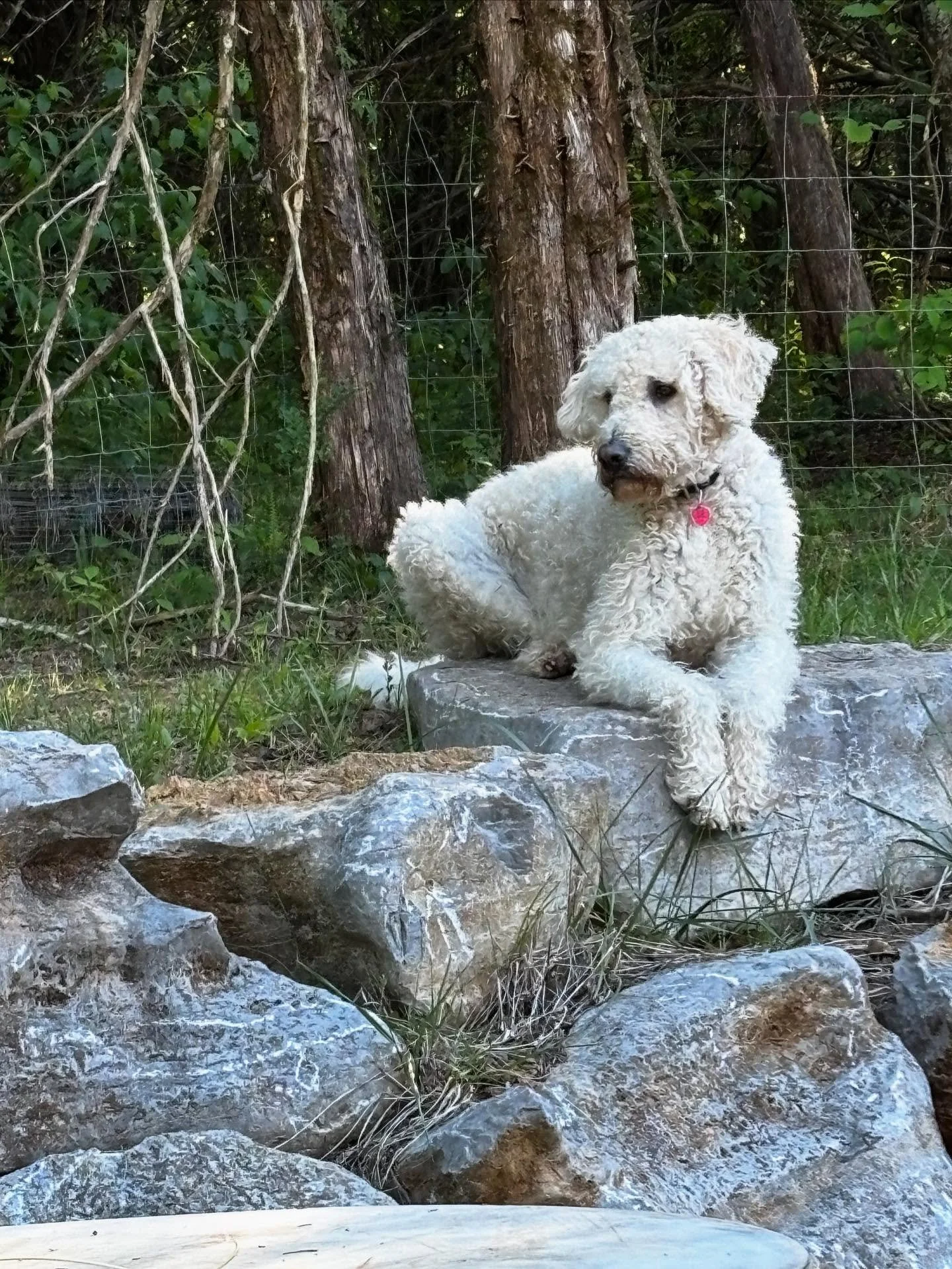 I worry about Gus in my back yard. I built a natural stone wall with open seams and I have seen only Black Racer snakes so far, hope they are eating the Copper Head and Rattlesnakes.