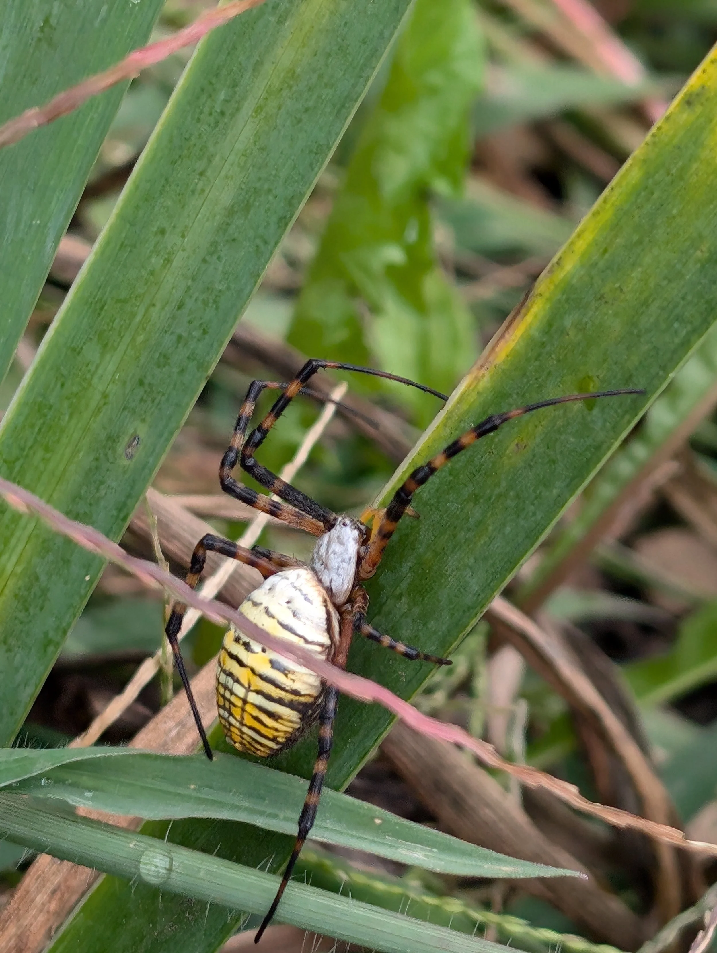 Garden Find #37 - Banded Garden Spider (Argiope trifasciata)!