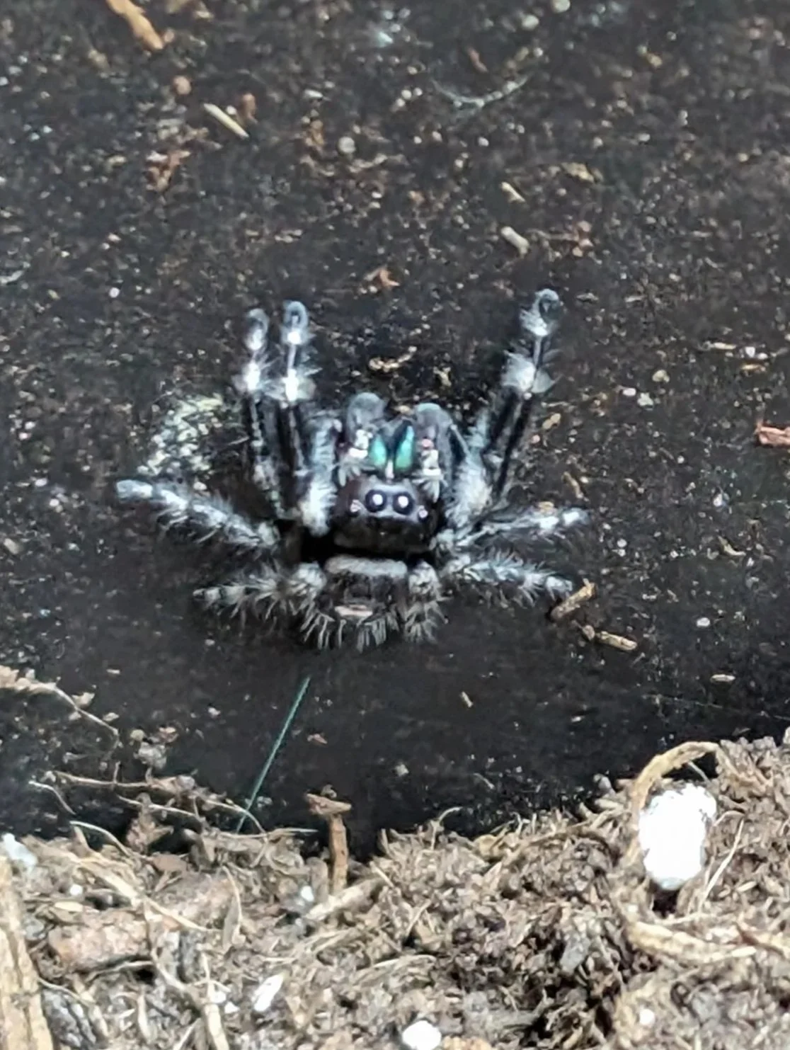#001 - Bold Jumping Spider