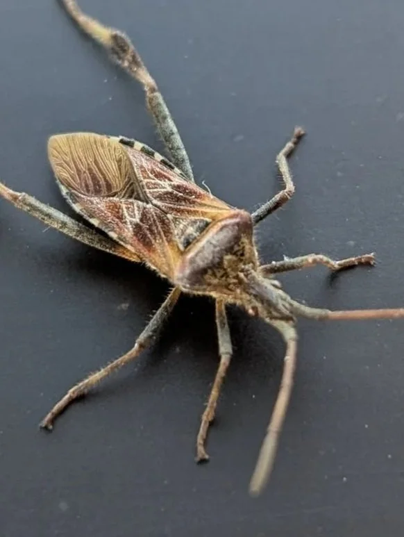 #002 - Western Conifer Seed Bug (Leptoglossus occidentalis)