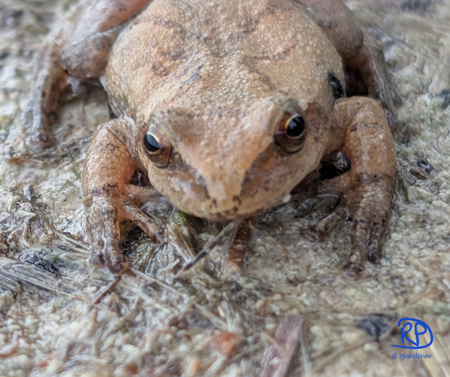  #003 - Spring Peeper (Pseudacris crucifer)