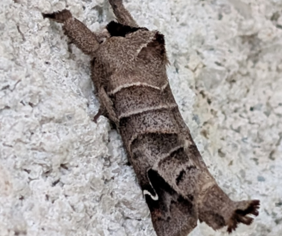 #005 - Sigmoid Prominent (Clostera albosigma) 