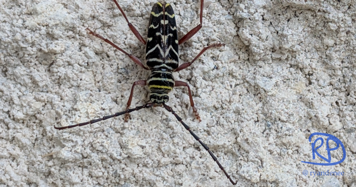 #006 - Hickory Borer (Megacyllene caryae)