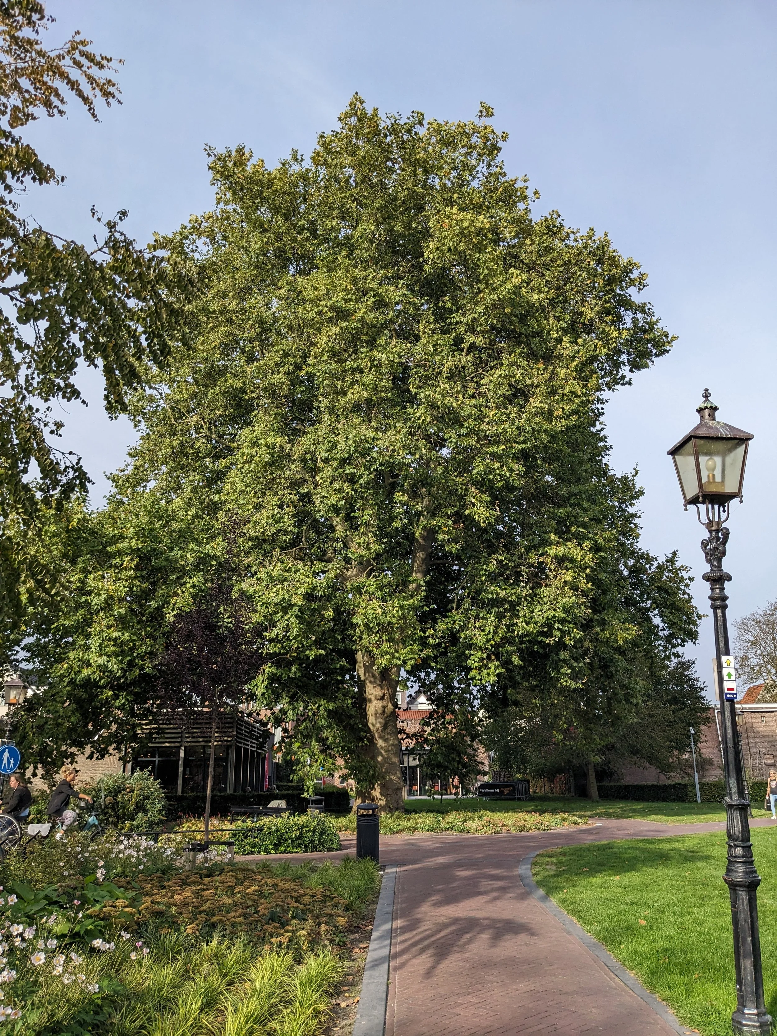 A park scene with a large green tree, a curved brick pathway, a vintage black street lamp, and some people in the background.