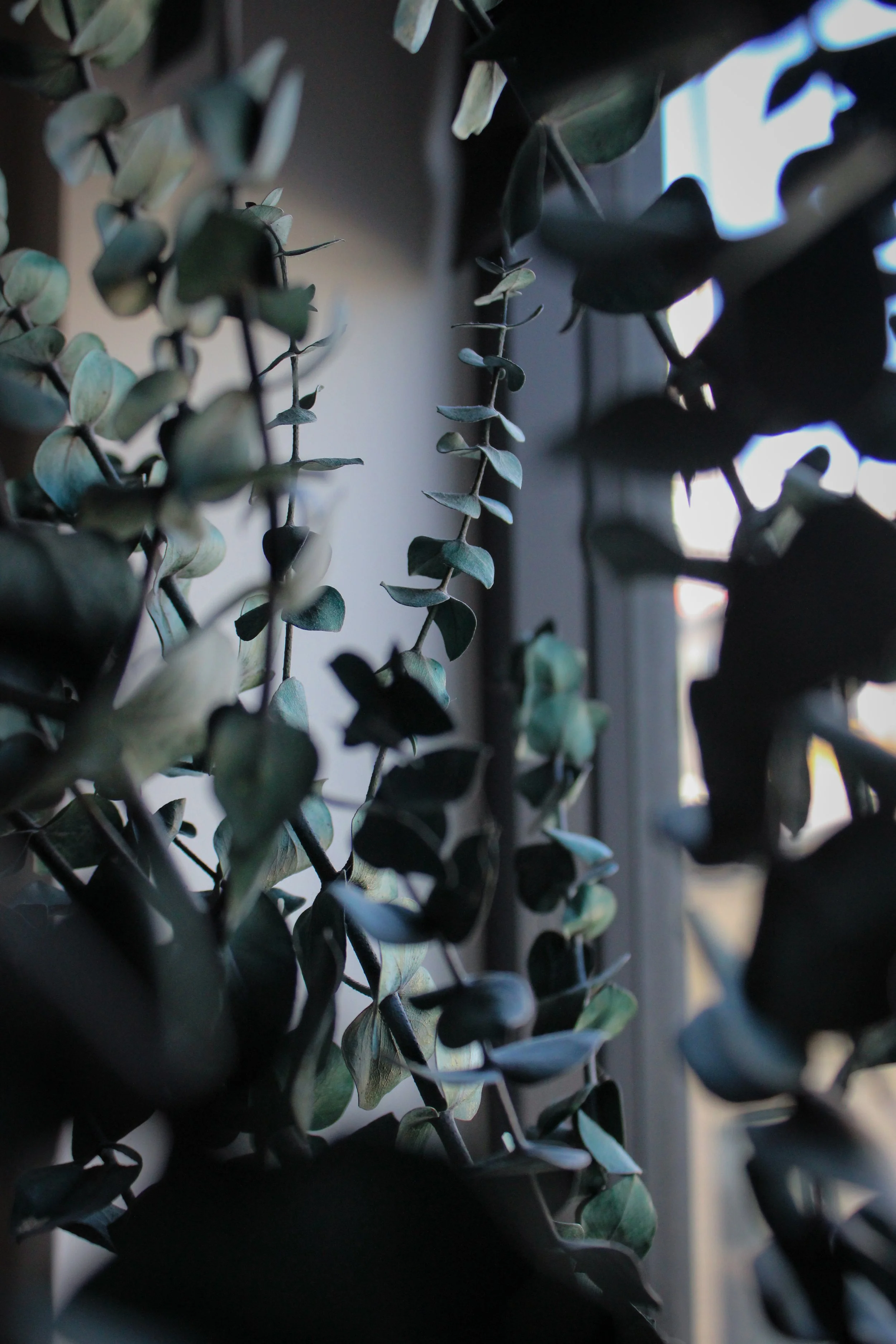 Close-up of green eucalyptus leaves hanging near a window