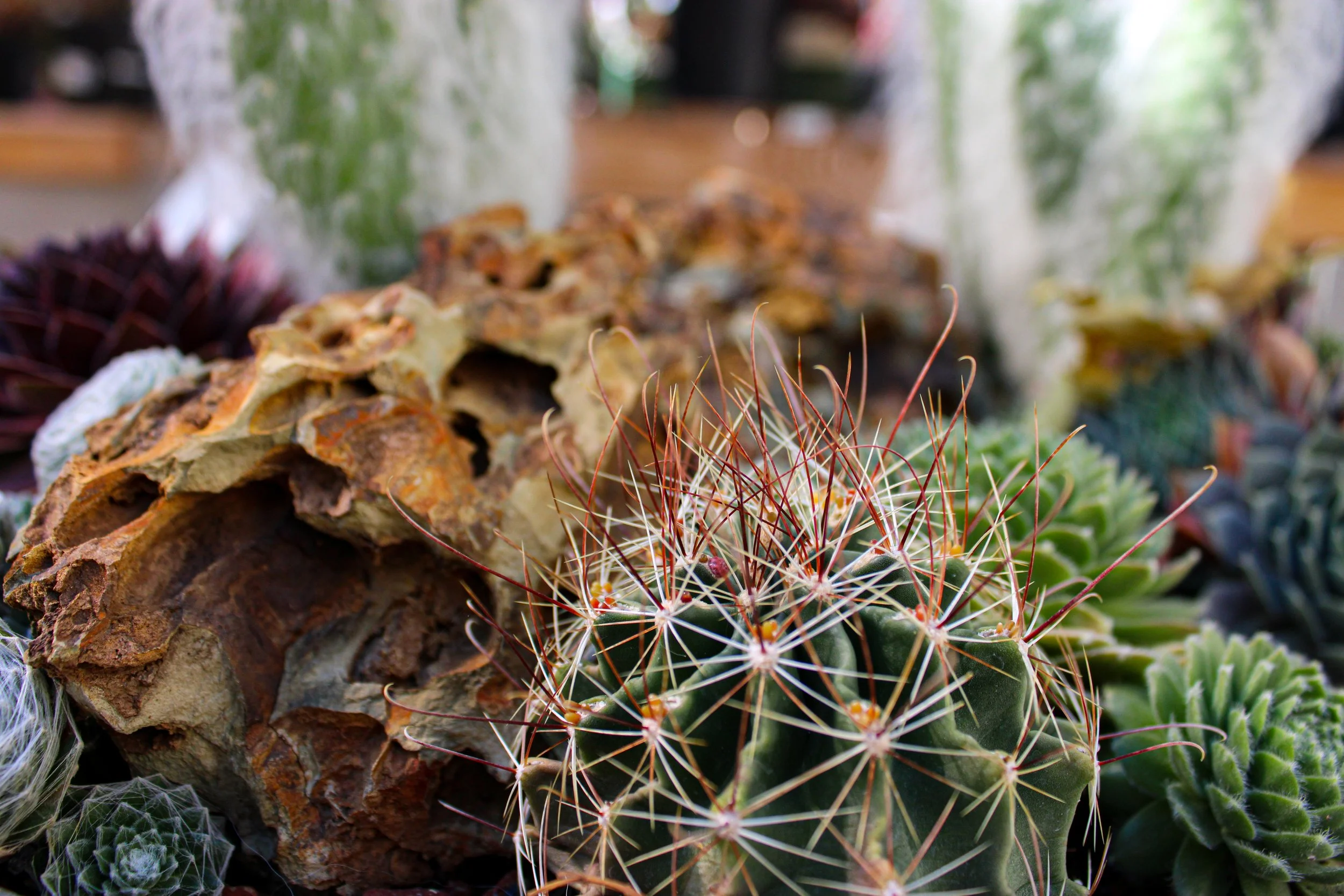 Close-up of various cacti and succulents in a garden, with a large, spiky cactus in the foreground and a rocky background.