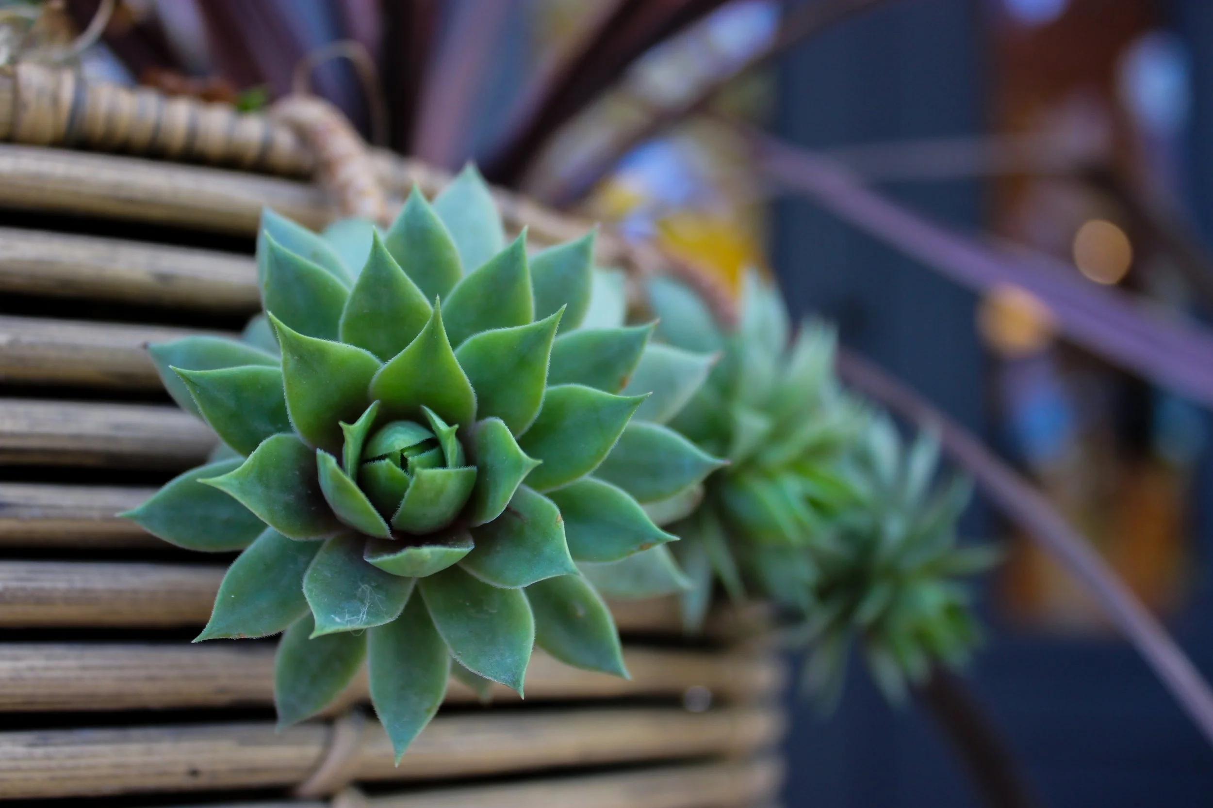 Close-up of green succulent plants on a woven basket surface with blurred background.