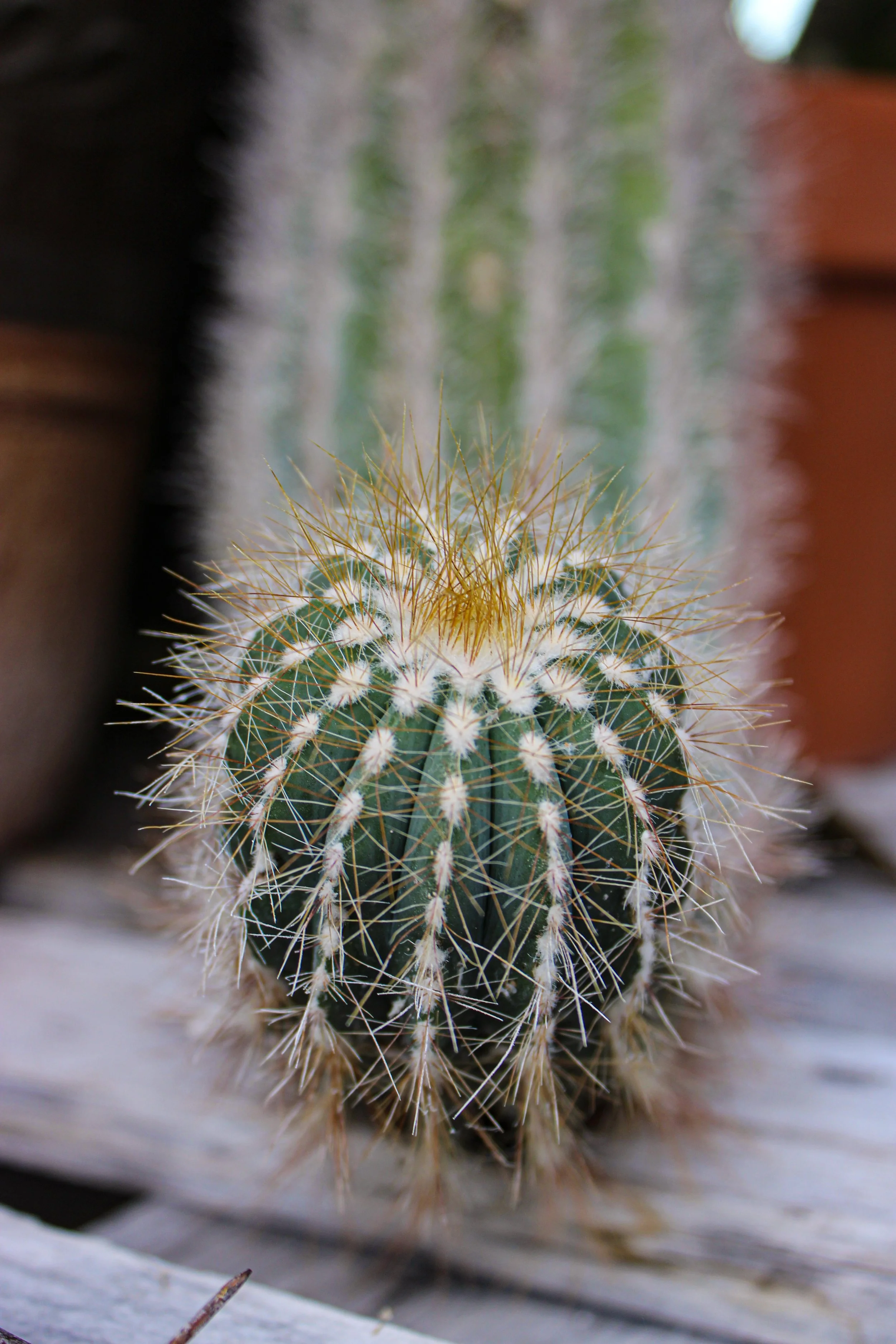 Close-up of a small round cactus with long yellowish spines, on a wooden surface with a blurred background of larger cacti.
