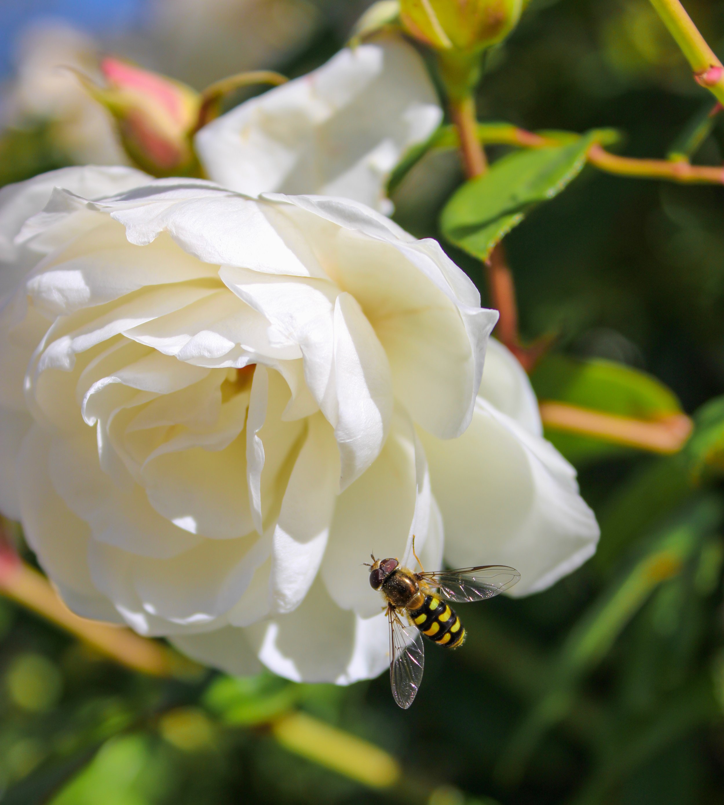 A close-up of a white gardenia flower in bloom with a bee perched on it, surrounded by green leaves.
