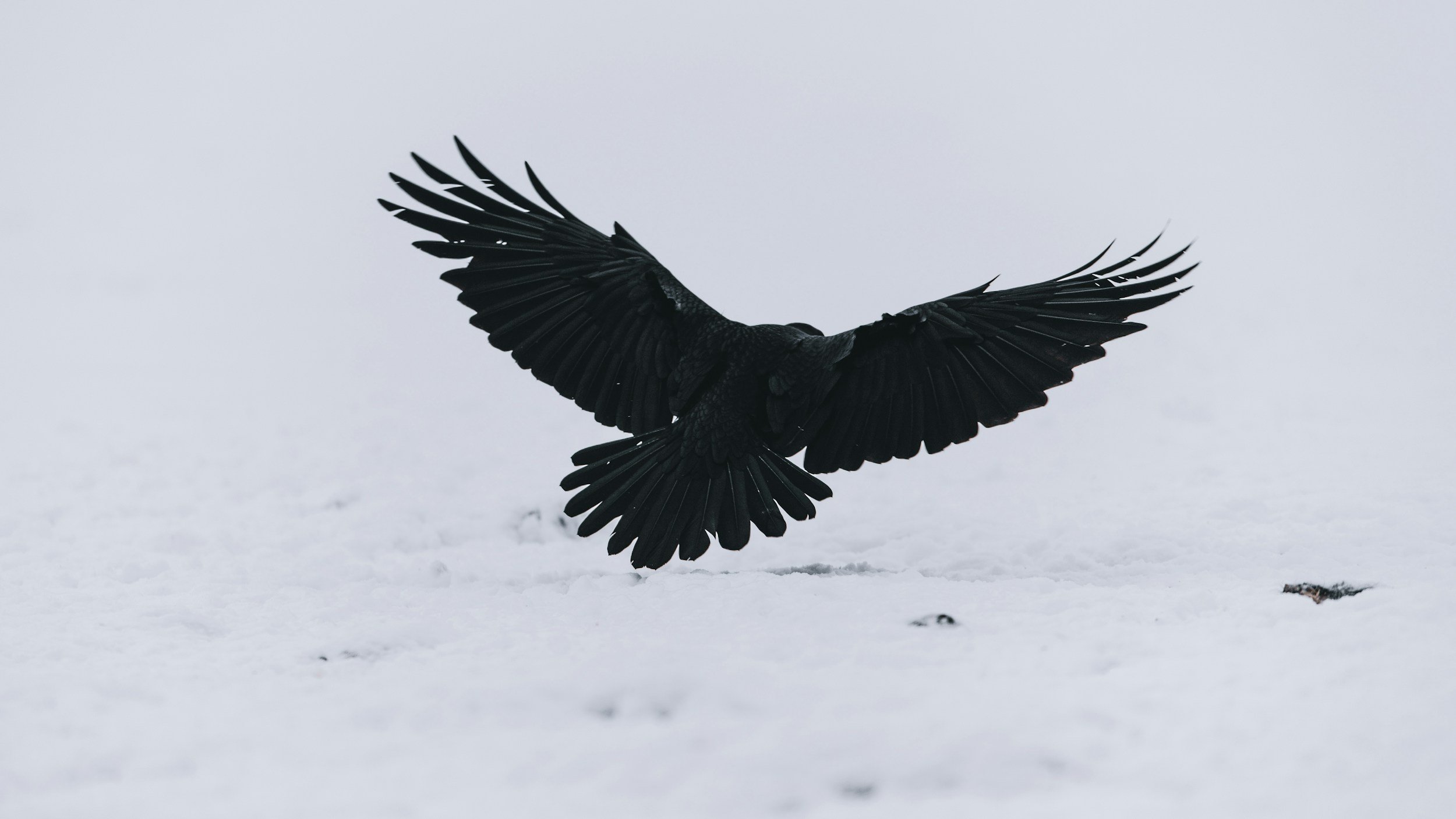 A black bird, possibly a crow or raven, flying low over snow-covered ground with wings spread wide.