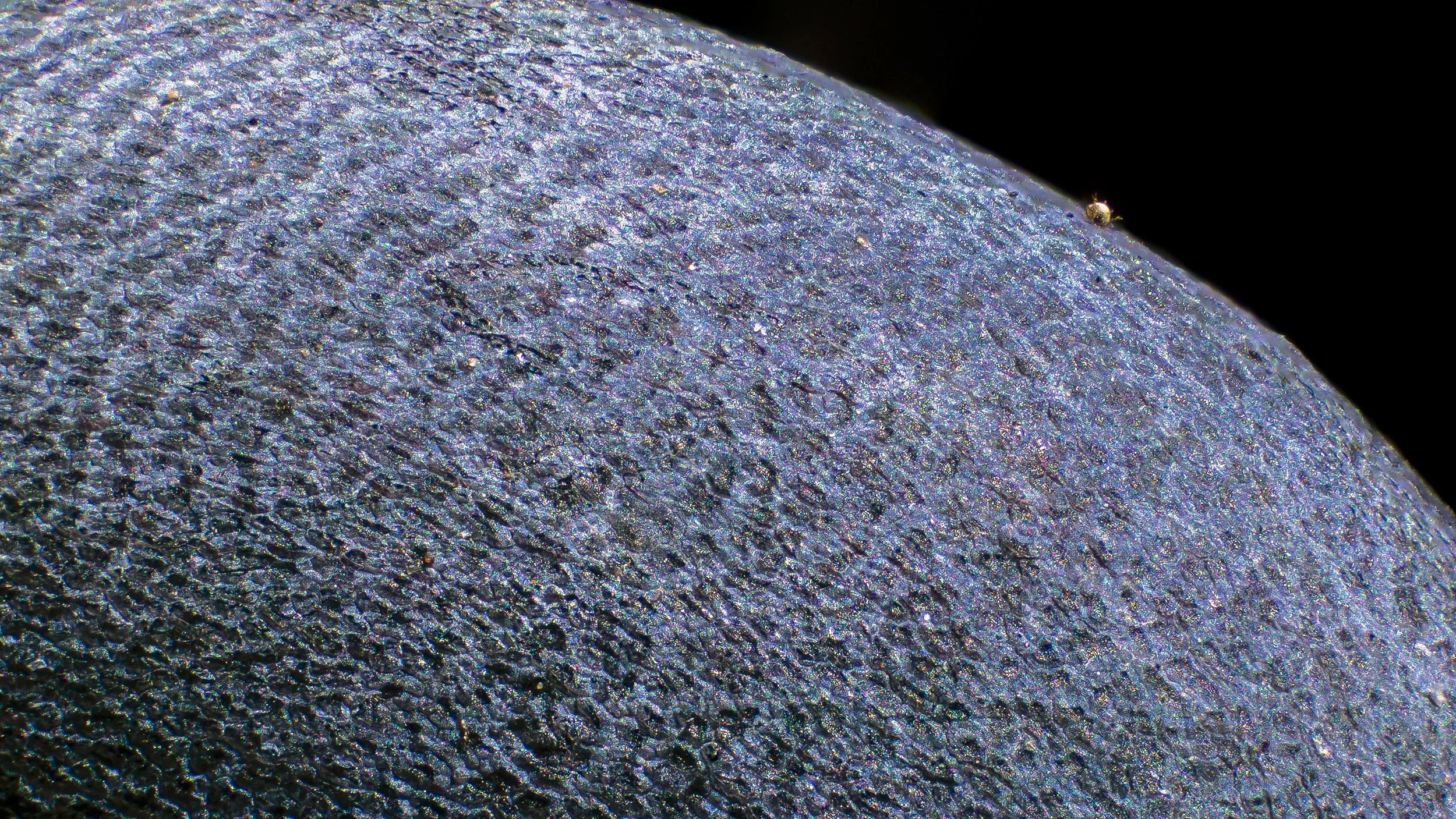 "Planet of the Grapes"
