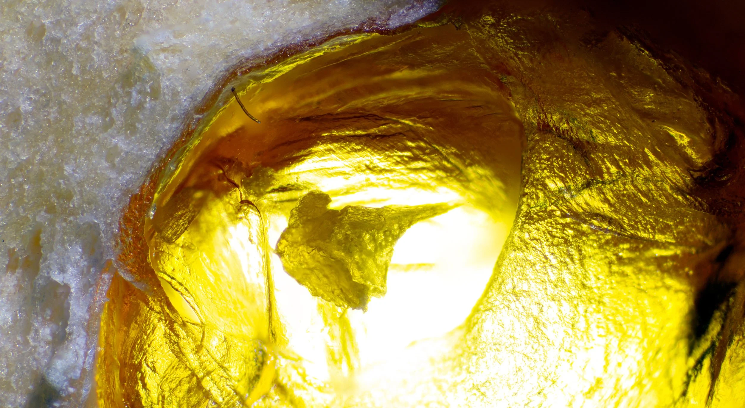 "The Alchemists' Garden - Dried Orange Slice"