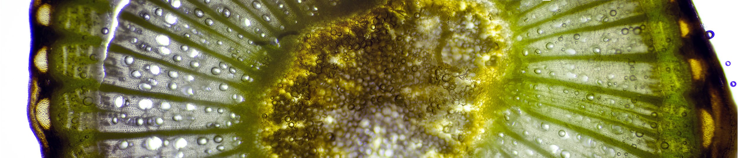 "Cross Section of Grape Vine Including Bark"