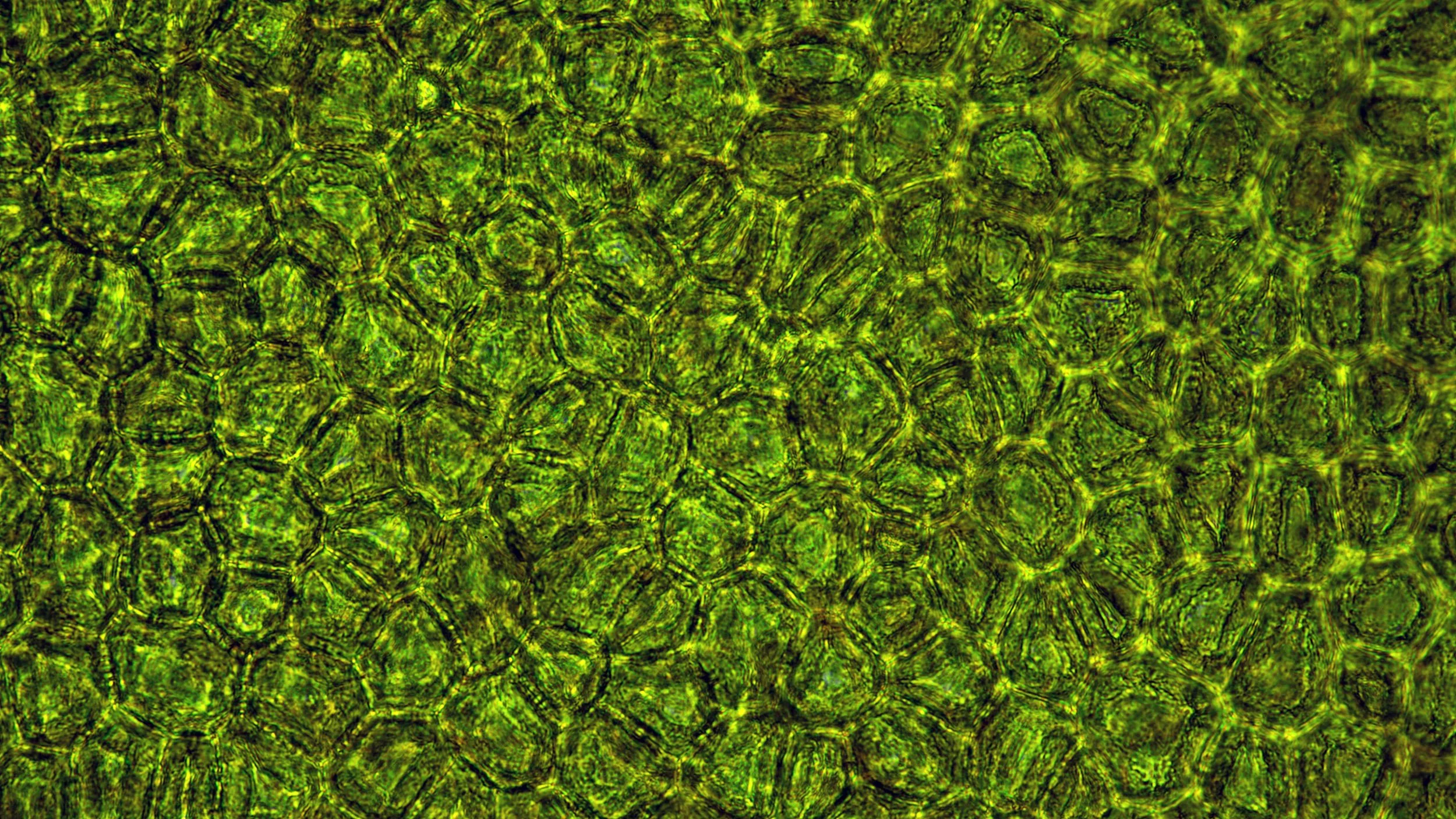 "Cells of Dried Pineapple Sage"