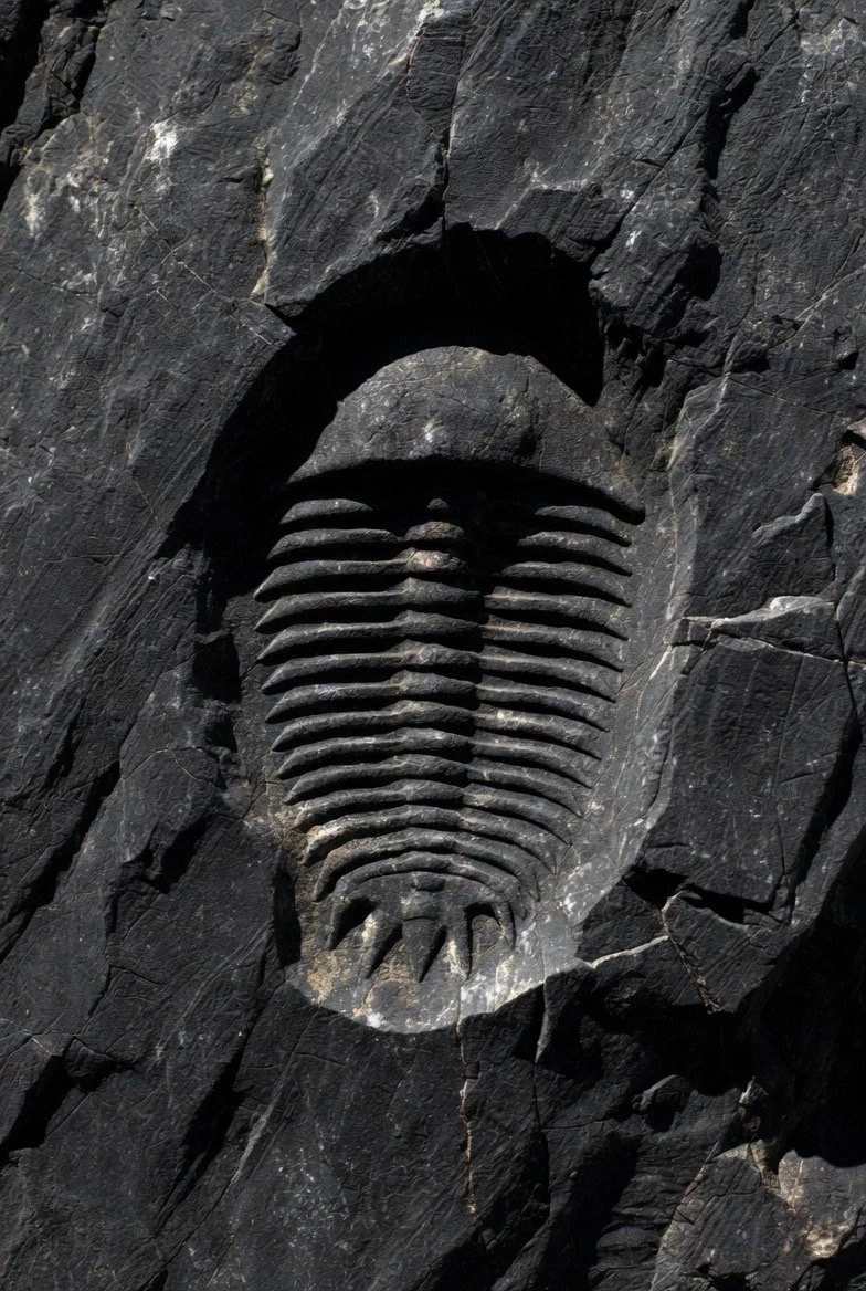Fossil of a trilobite embedded in dark rock.