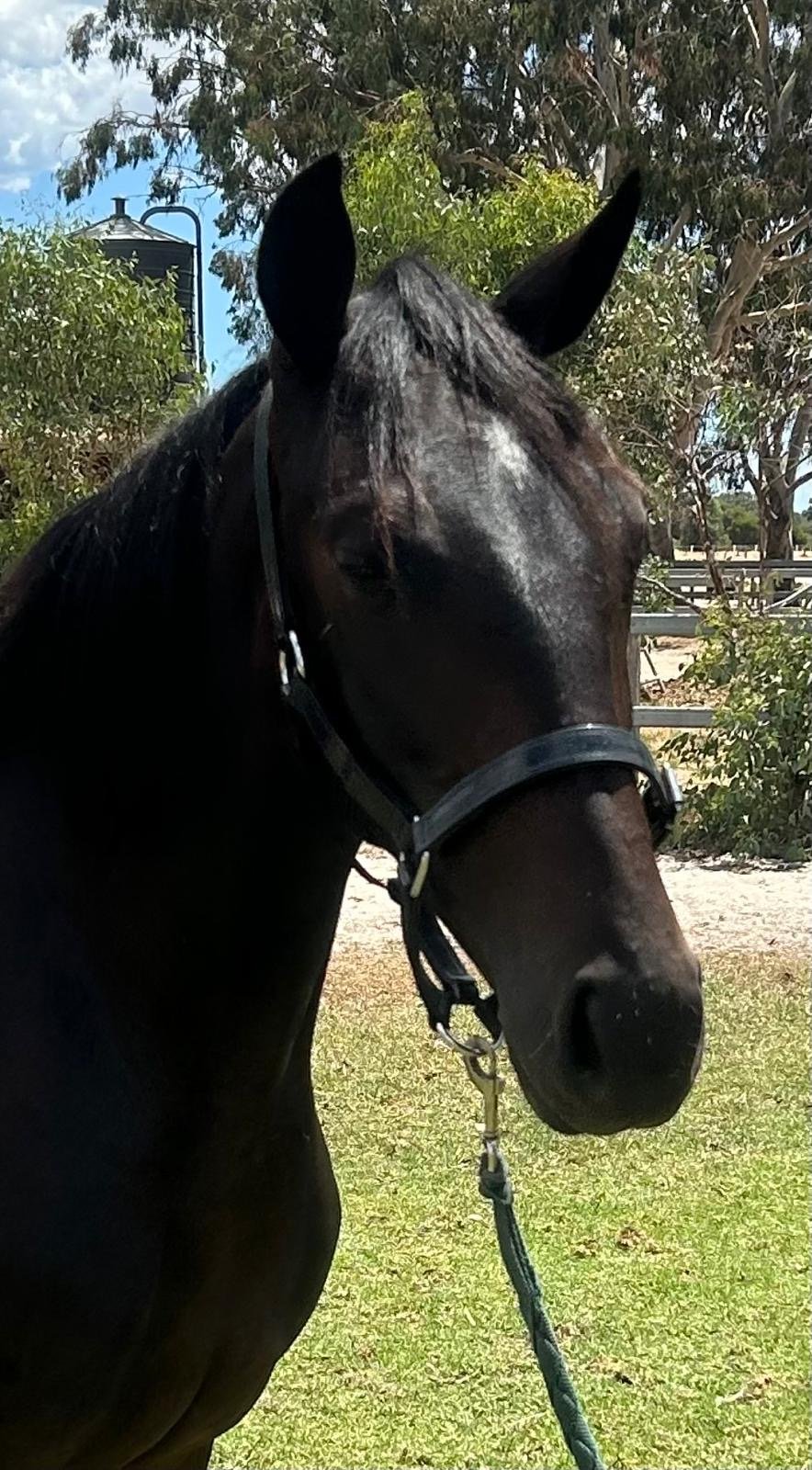 Lot 436 Pebble Beach FILLY 