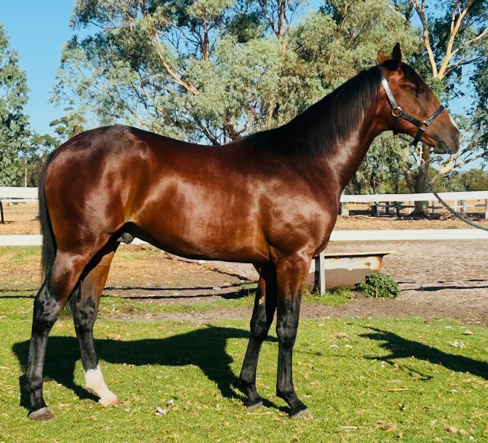 Lot 351 - Sweet Lou USA COLT