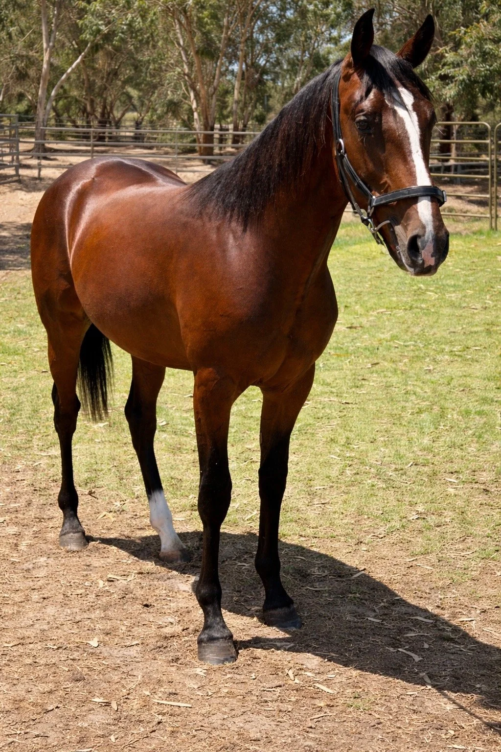 Lot 351 - Sweet Lou USA COLT