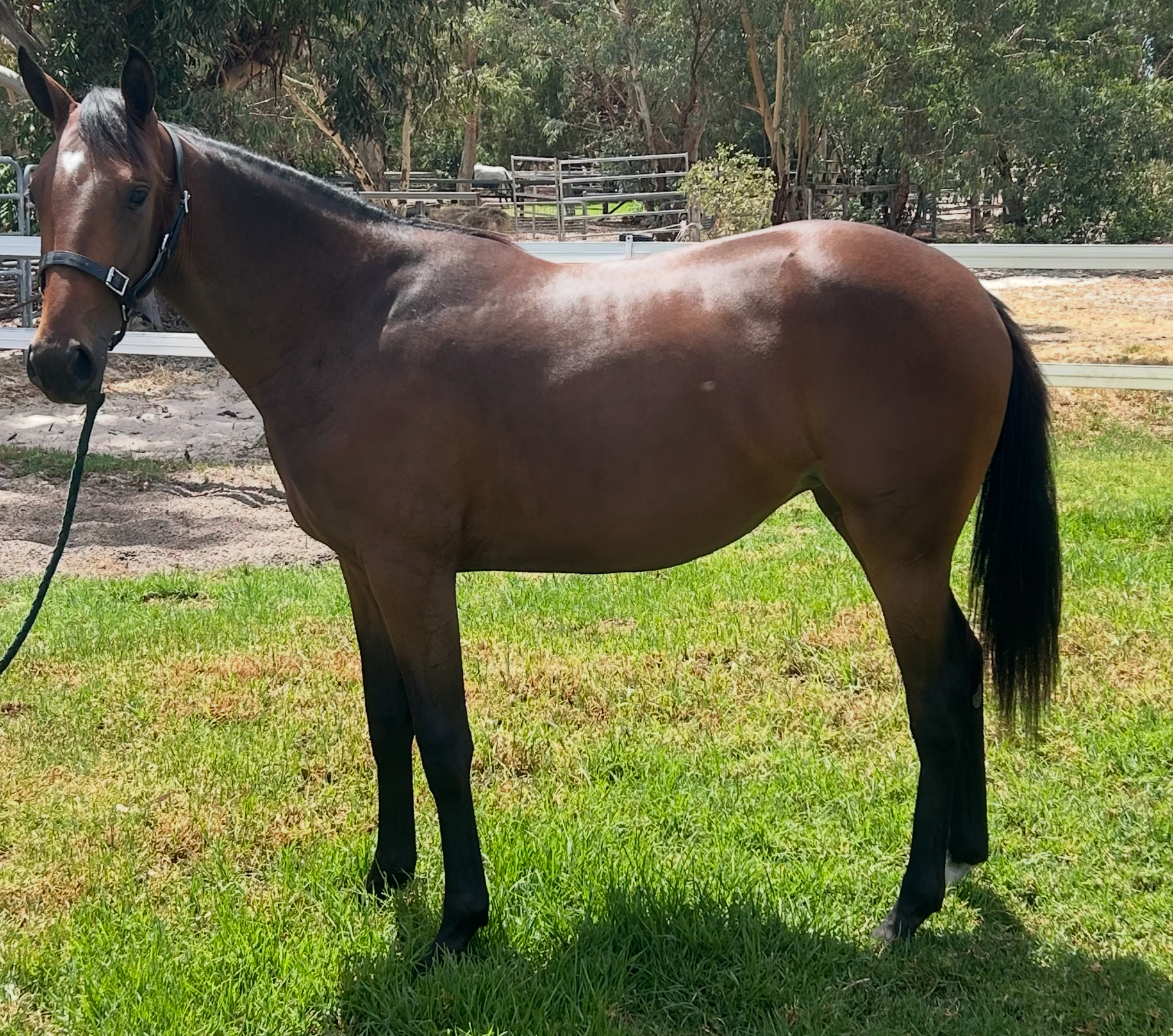 Lot 435 Pebble Beach FILLY