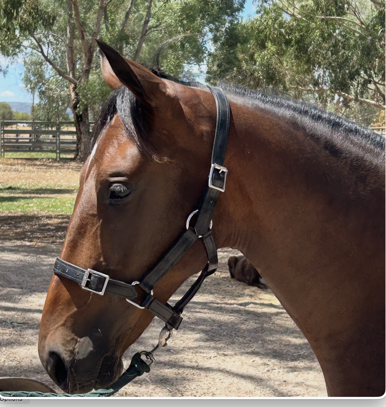 Lot 435 Pebble Beach FILLY