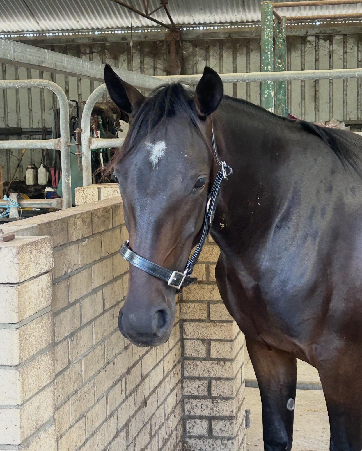 Lot 436 Pebble Beach FILLY 