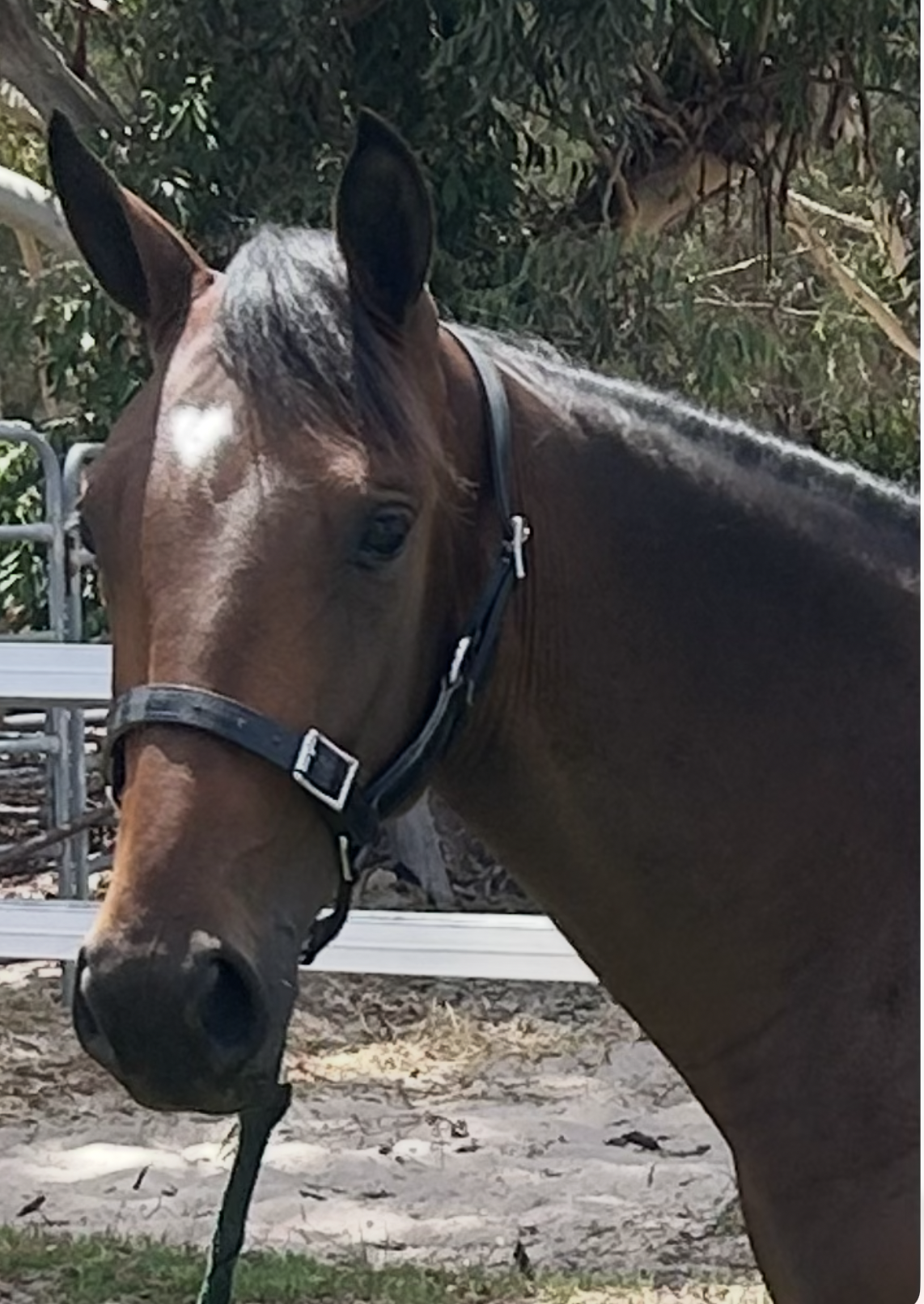 Lot 435 Pebble Beach FILLY