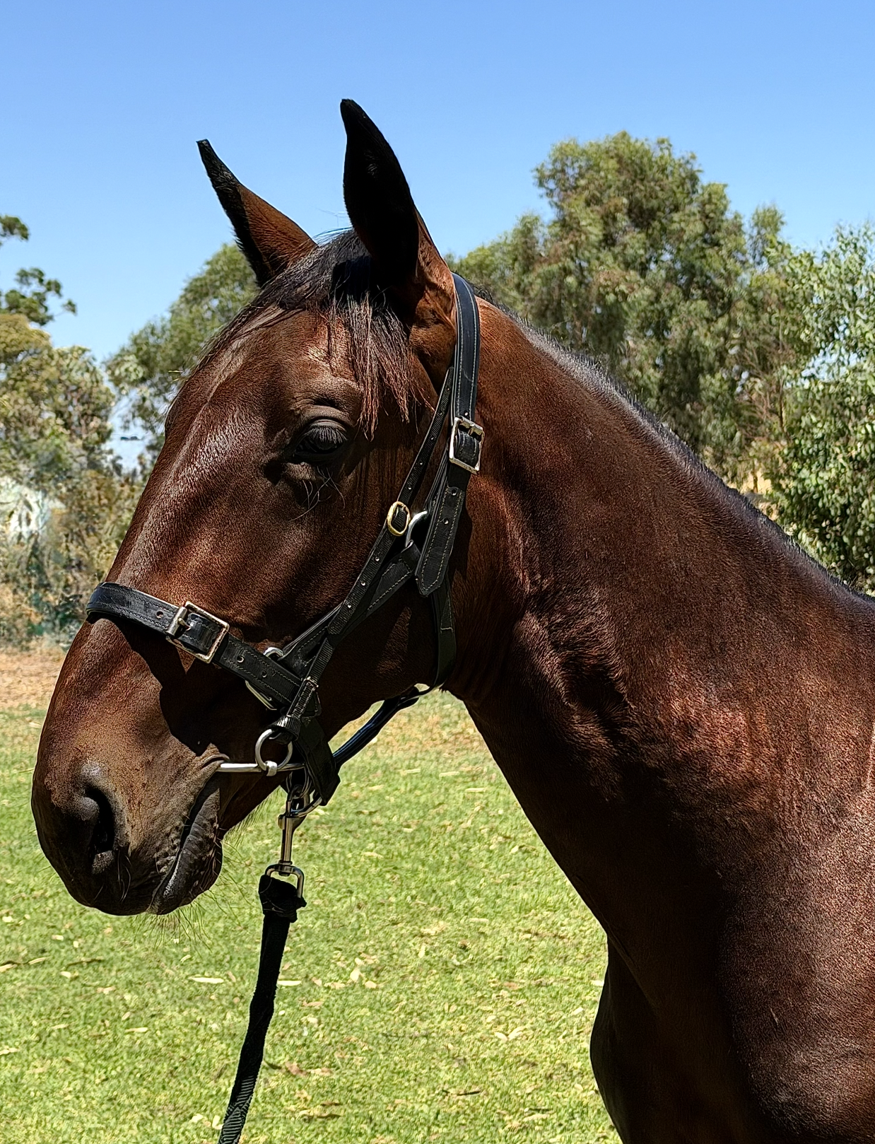 Lot 392 Downbytheseaside COLT 