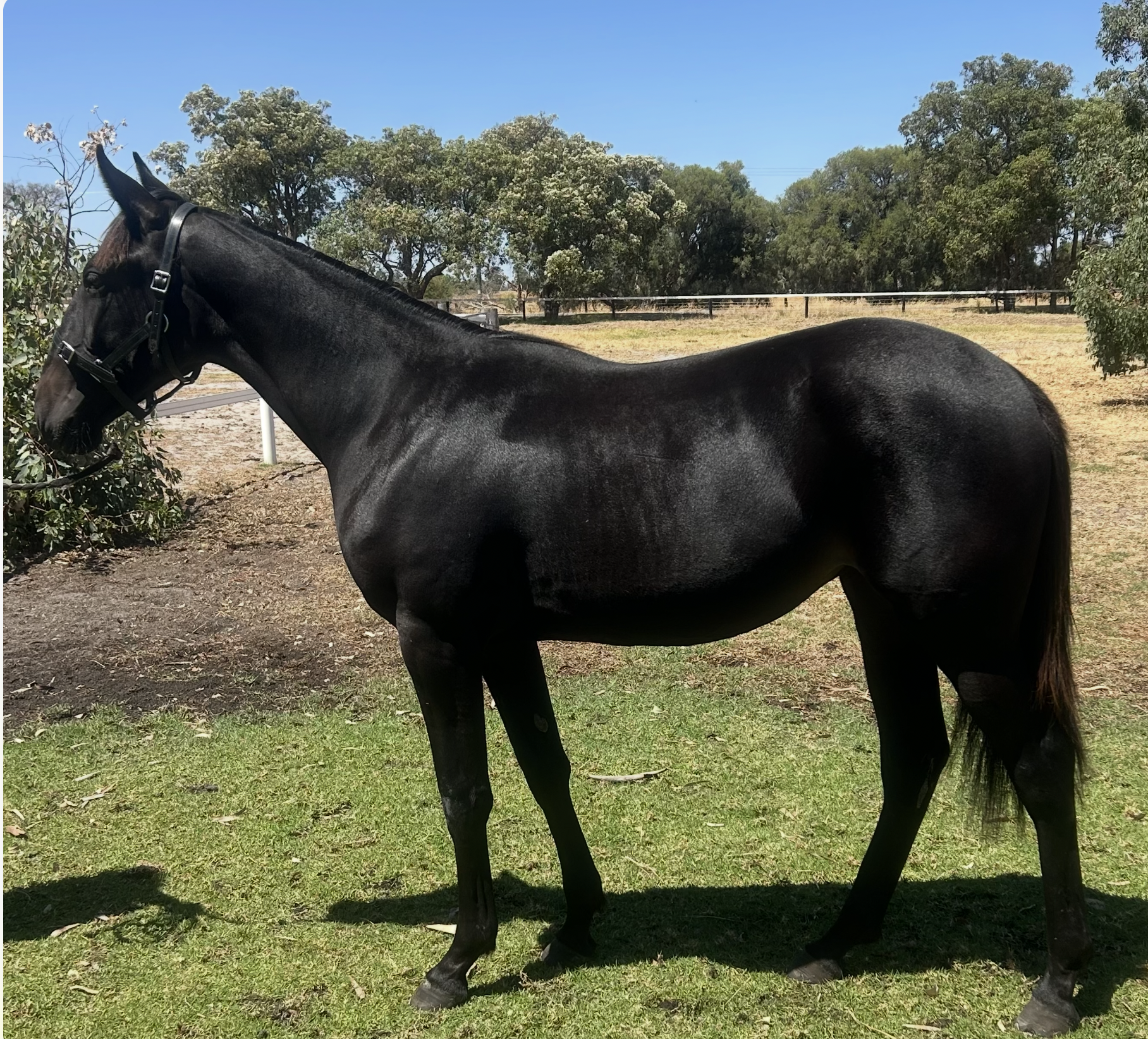 Lot 404 Bettors Delight FILLY