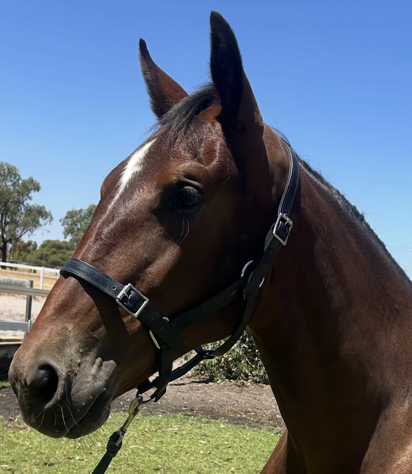 Lot 418 American Ideal FILLY