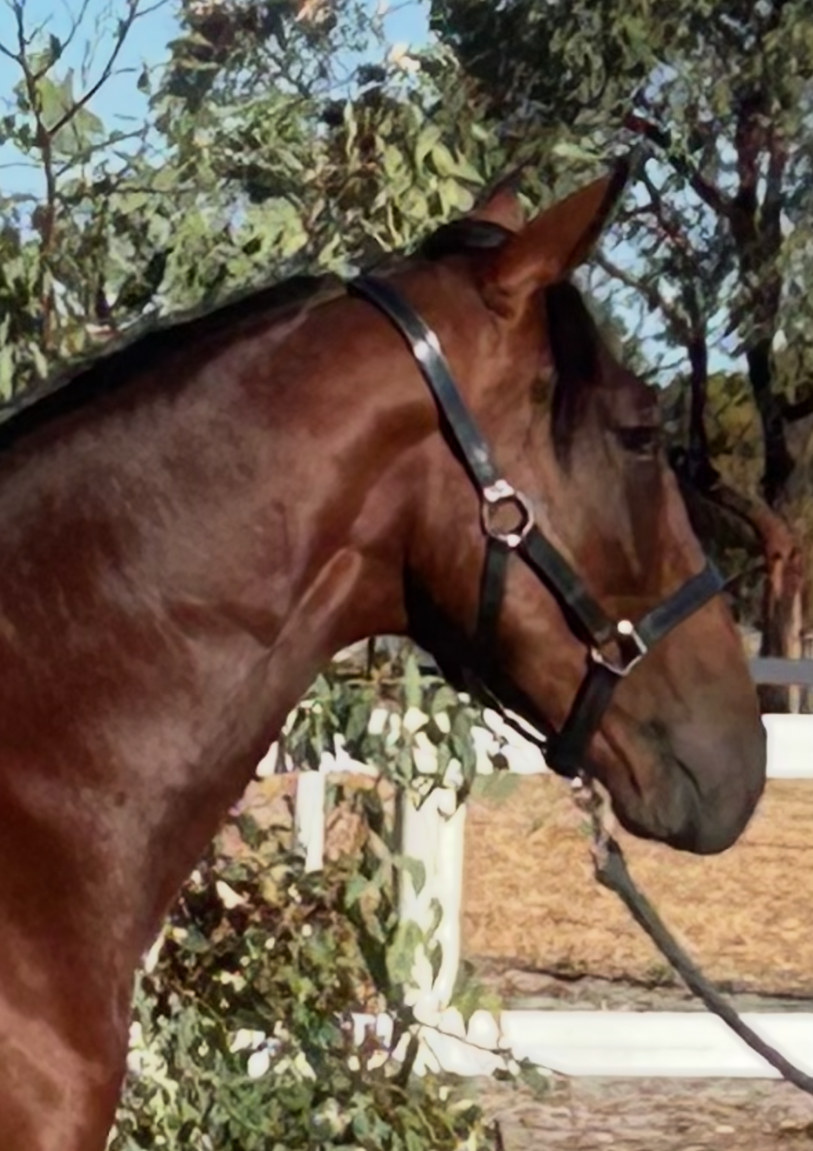 Lot 327 Sweet Lou COLT