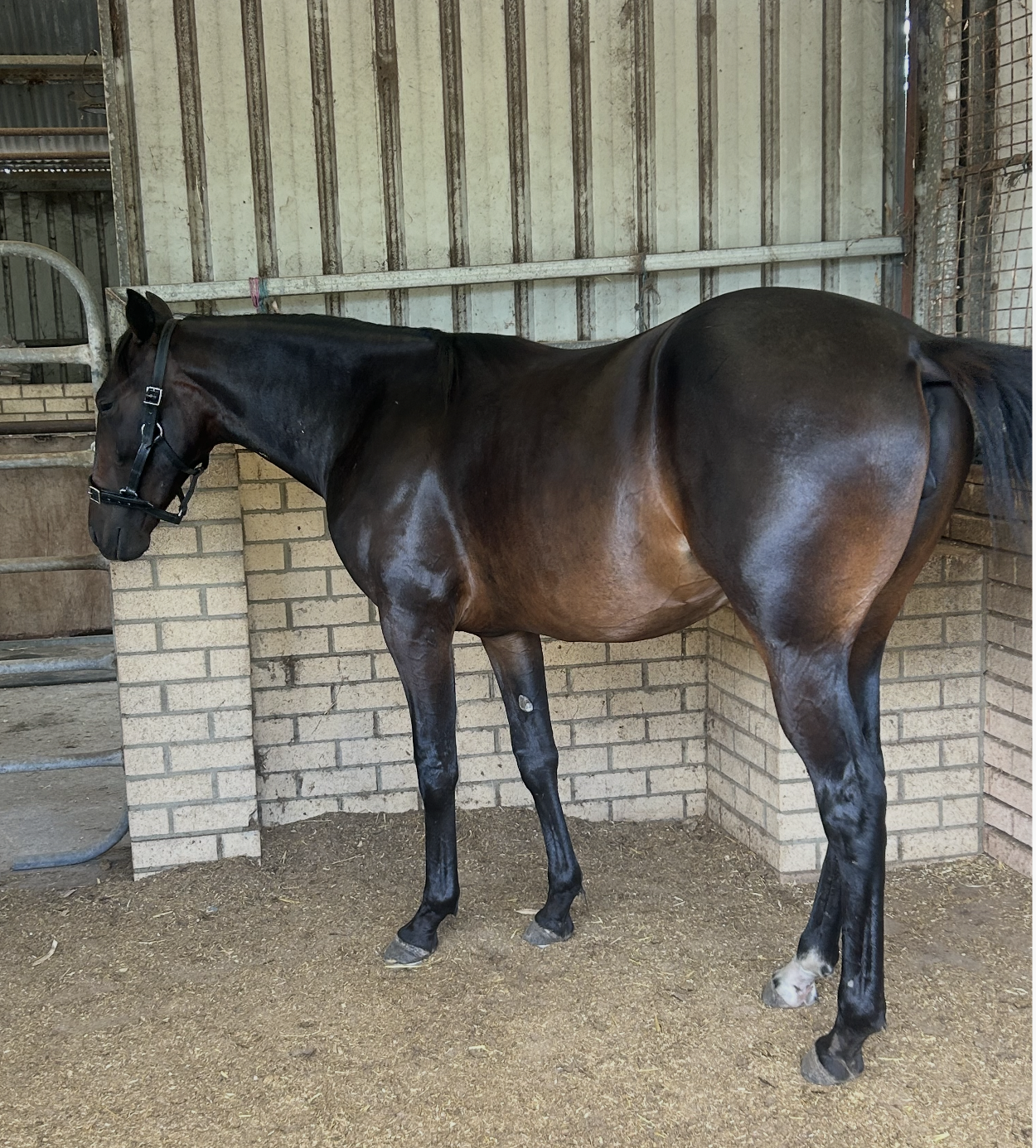 Lot 436 Pebble Beach FILLY 