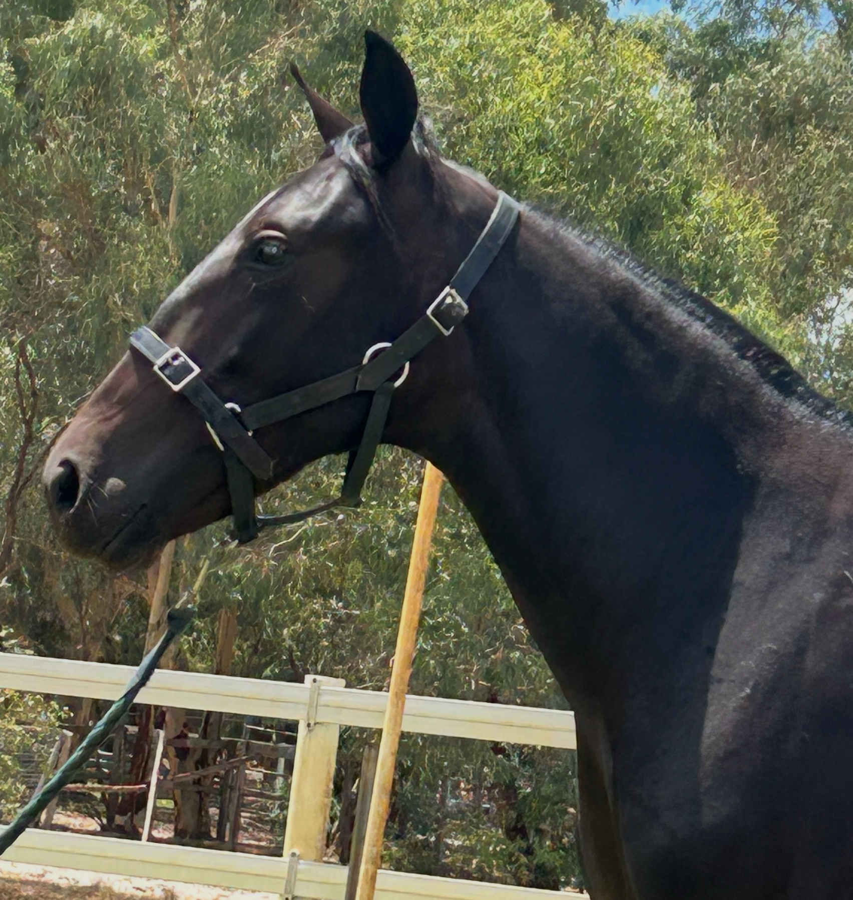 Lot 436 Pebble Beach FILLY 
